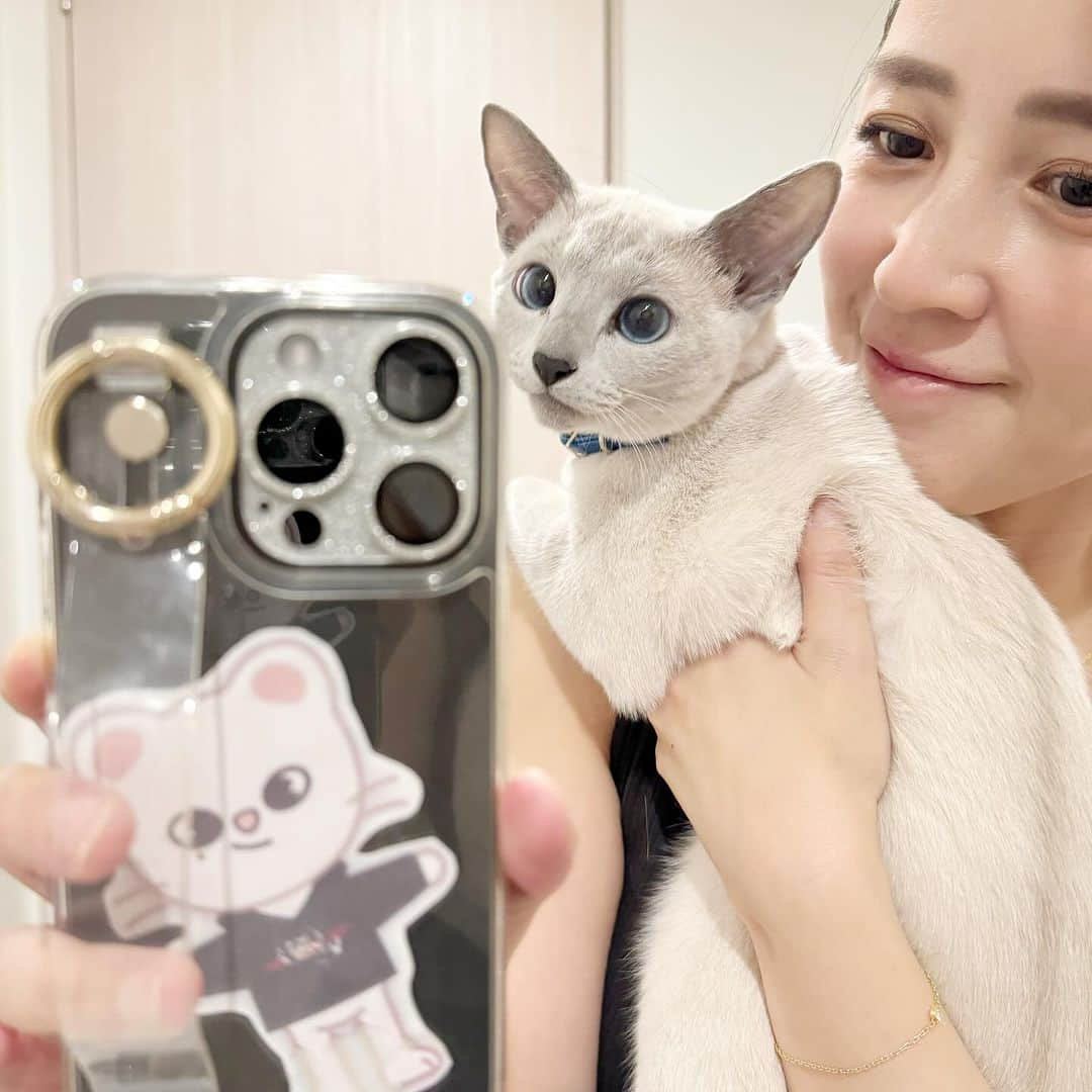 来栖あつこさんのインスタグラム写真 - (来栖あつこInstagram)「🐈🐈🐈ルル日記🐈🐈🐈  4月にお迎えしてから、 7ヶ月が経ち、ルルさんは現在 生後10ヶ月✨  最近は、私がドライヤーかけてると 必ず脱衣所にやってきて 「私もブラッシングして」アピール してきます。 ドアを開けないと、ありえない くらいデカい鳴き声で にゃー！にゃー！🐾 開けるまで鳴き止みません。  女子力の意識は高いらしい🙄  ホントは 『レンズカバーつけました』って 写真撮影してたんだけど… 乗ってきたから一緒にwww  #犬猫共存 #猫 #catstagram #chat #gatto #gato #ねこ #Katze #kurusururu #cat #RussianBlue #ロシアンブルー #ブルーポイント」11月15日 18時42分 - atsukokurusu