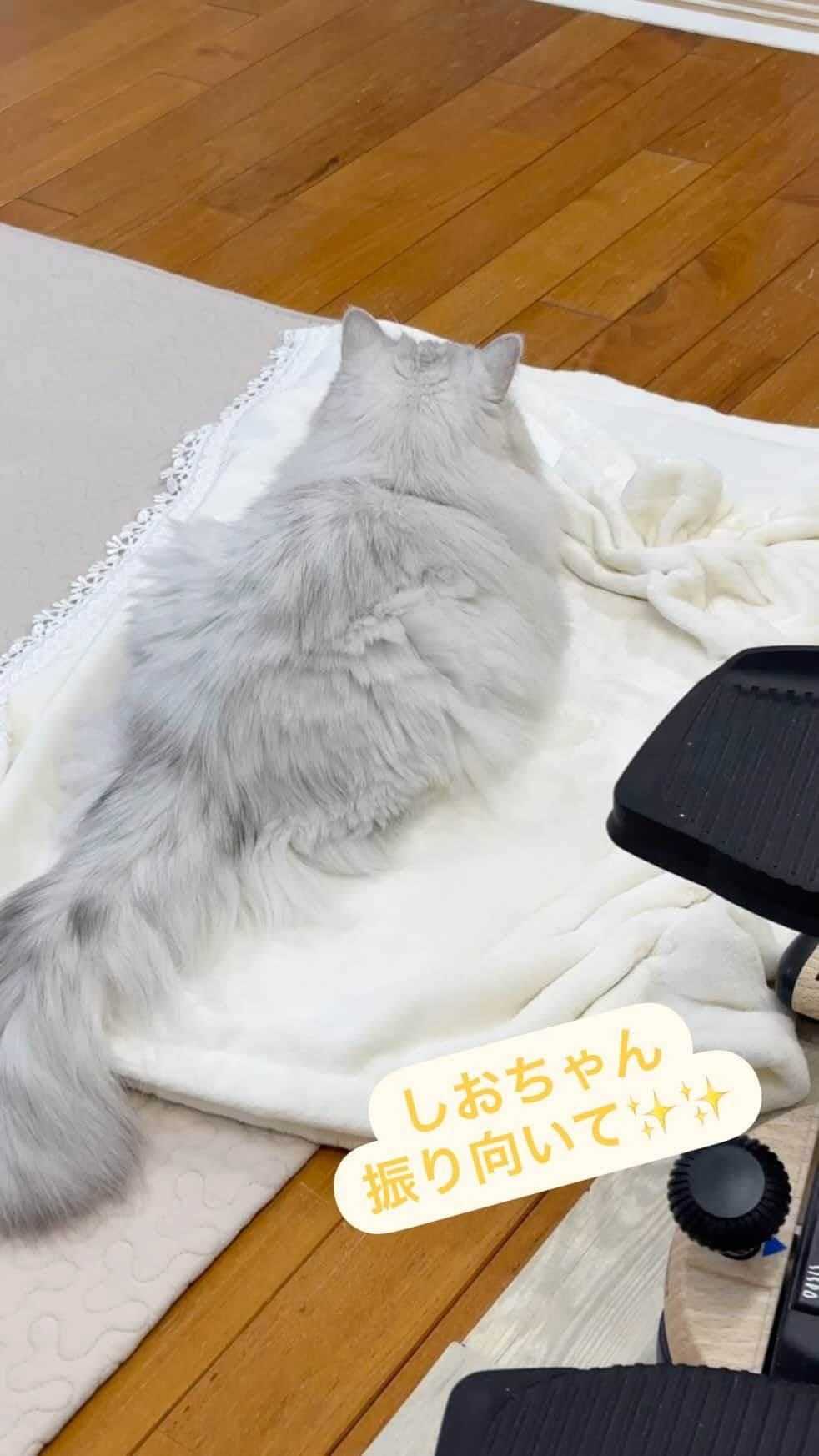 norikoのインスタグラム：「2023/11/15 しおちゃん☆Shiochan ＊ 僕はしおだぞ。 振り向いてほしくてもね 見ないんだぞ。 寒いからね 暖かいのがね 好きだぞ。 ☆ ☆ ☆ #僕はしおだぞ#ダメダメだぞ #お水王子 #おやつ王子#ごろんごろん王子#幸せな日常#最愛の息子#チンチラペルシャ#チンチラシルバー#mycat #myfamily #lovelycats #ilovecats #chinchillapersian #chinchillasilver #boy #prince #猫のいる暮らし #ねこのきもち#ねこ#ぬこ#にゃんすたぐらむ #幸せ#楽しい#嬉しい#大好き#愛してる#ありがとう」