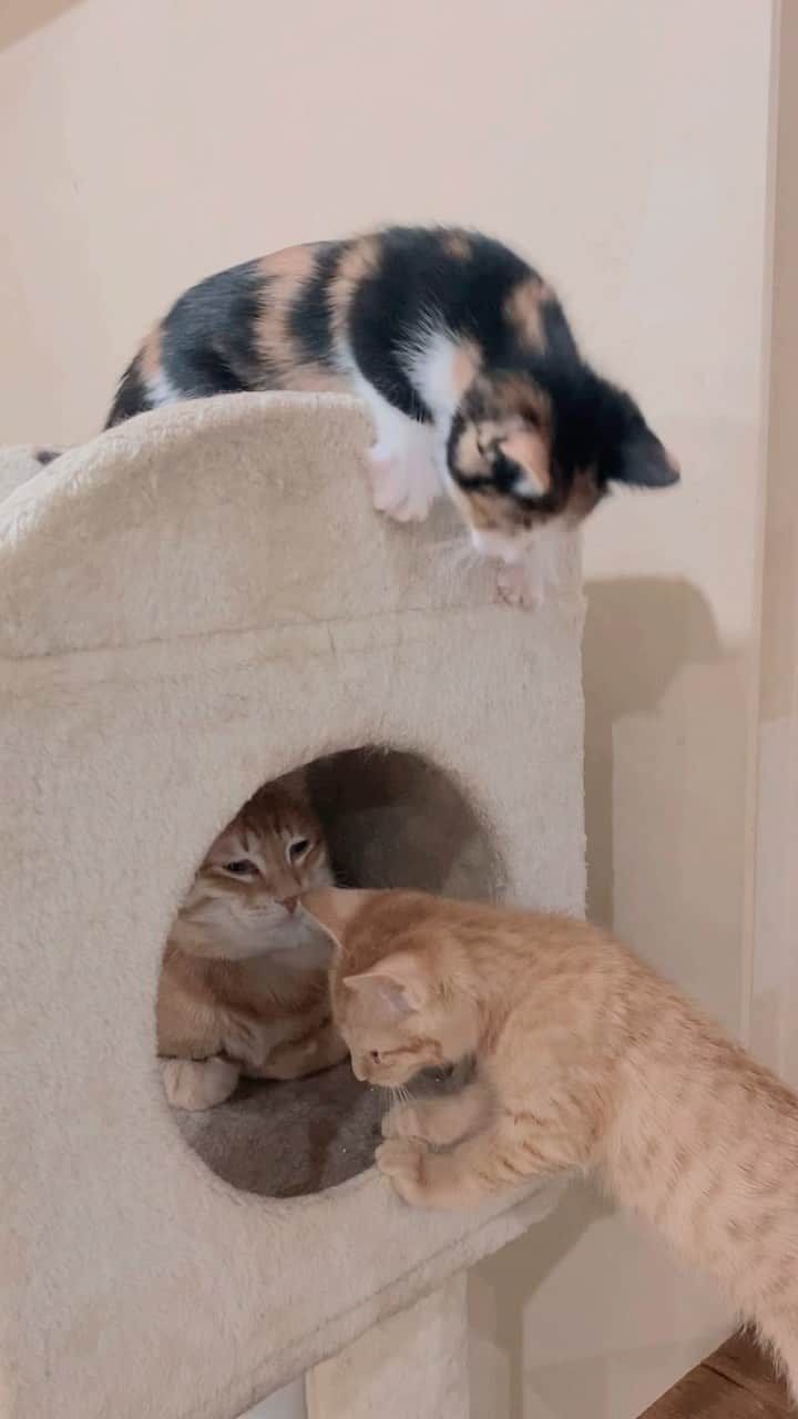 猫カフェきぶん屋のインスタグラム：「黒三毛のくろみちゃん、大人猫との空間も慣れてきてめっちゃヤンチャになってます😆  カレンダーご注文お待ちしてます🙌 プロフィールのリンクからネットショップへ進めます！ @nekocafekibunya   🙏皆様にお願い🙏  いいねだけでなく、右下の保存ボタンを押してもらえると嬉しいです。  すごい勢いでフォロワーさんが増えて、情報が届けやすくなります。  ベジニャンシリーズ食べて応援してください🍛🍜🍝 https://kenkoshukan.stores.jp/  リラポ申請で10%還元中‼︎  https://relapo.jp/products/shop/kaetemiyou  プロフィールのハイライトから進めます‼️   お店のご来店は完全予約制にしておりますのでメッセージかお電話ください😊 兵庫県宝塚市、阪急小林駅より徒歩6分  #保護猫　#保護猫と暮らす　#保護猫を家族に　#ねこのいる生活　#ねこのいる幸せ」