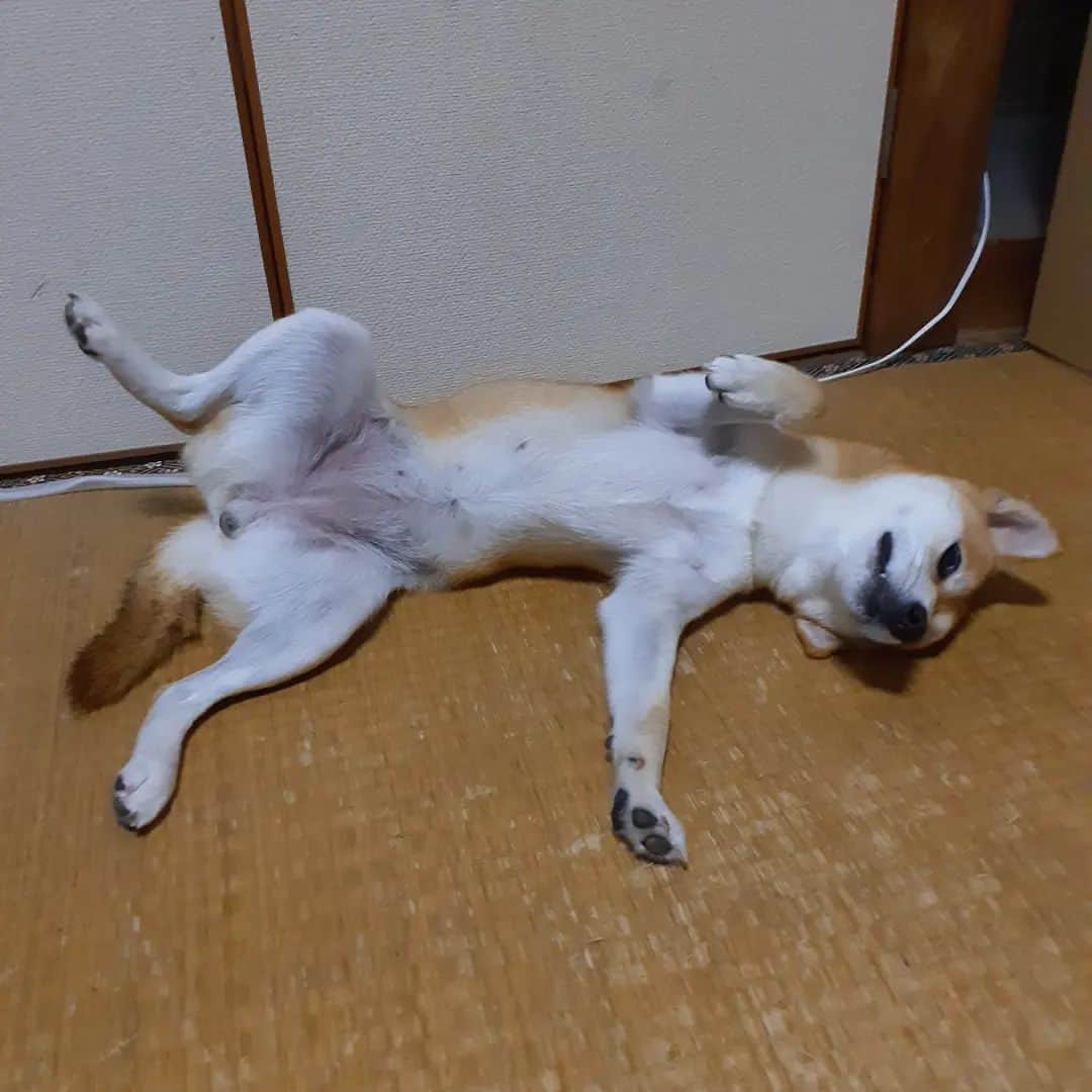 inosemarineのインスタグラム：「「いよっ　しばいぬ屋！」見得(みえ)を切ってます。　#柴犬」