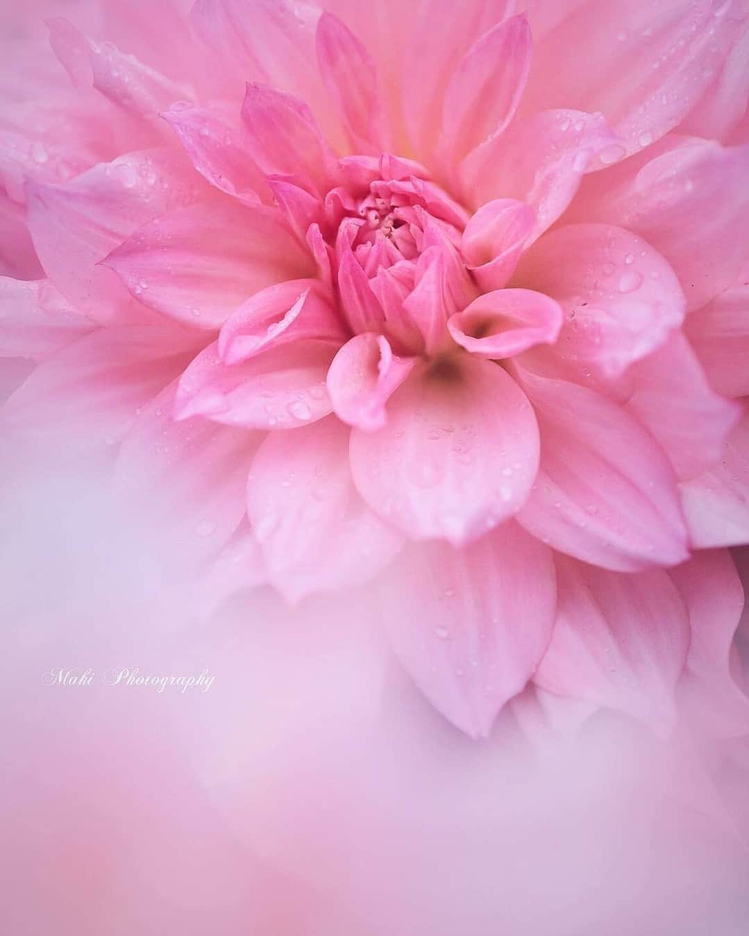 花の写真館のインスタグラム：「Photo by @azumi_ru. https://instagram.com/azumi_ru/ . Original Post[投稿いただいたURL] https://www.instagram.com/p/Cy4SrYIPrS-/ . 本アカウントは、 #私の花の写真 をつけてInstagramに投稿された皆さまの花の写真や、「花の写真館」Facebookページで投稿された花の写真を紹介します。 「花の写真館」Facebookページは、「 @floral.photograph 」のプロフィールにあるURLからご覧ください。 . ※各種法令、マナー、関係者の指示に従った撮影をお願いします。 *Please ensure that your photography adheres to all relevant laws, etiquette, and instructions issued by authorized persons. ※本アカウントは東京カメラ部がFacebook、Instagramのサービスを利用して運営しているもので、Meta社・Instagramとは一切関係ありません。 . #花の写真館 #floralphotograph #floralphoto #flower #flowers Follow: @floral.photograph」