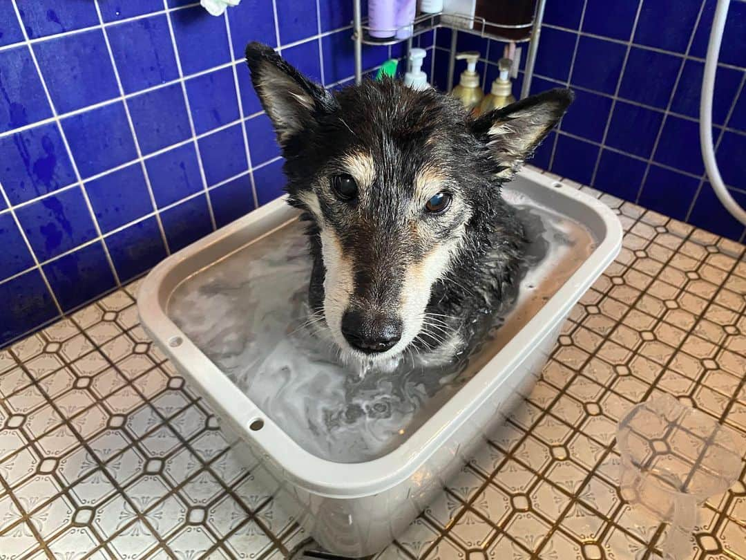 がんちゃんさんのインスタグラム写真 - (がんちゃんInstagram)「今日はタキシャン🛀 意外とお風呂は大人しいけど、タオルドライで激オコ🔥 ドライヤーも大嫌い😠 フワフワに仕上がったよ〜」11月15日 19時34分 - kota2ann