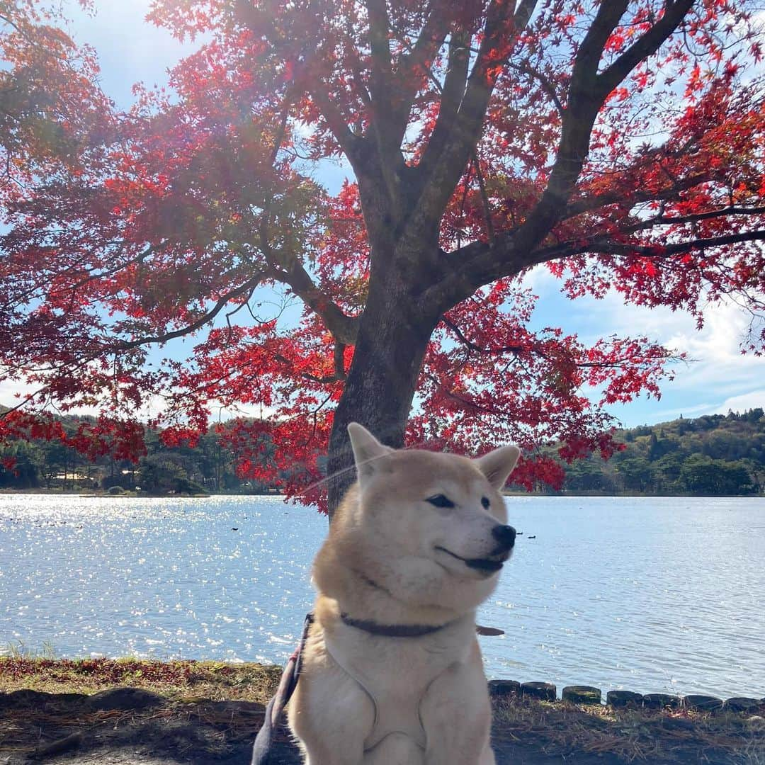 てんパパさんのインスタグラム写真 - (てんパパInstagram)「うどんママと、キッズ（なっぱ、はっぱ）と、てん。 一緒に福島行ってきました。 あちこち連れまわしました。 楽しかった〜 #南湖公園 #shozocafe白河」11月15日 20時10分 - tenchan.shiba