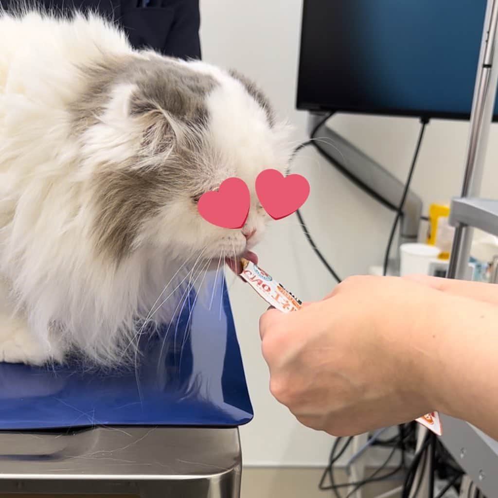 のんたさんのインスタグラム写真 - (のんたInstagram)「ぱんちゃんの眼科 ( @grandcru.animaleyeclinic )を受診してきました👀ほんとにおりこうさんで診察中一度も泣かず、でーんとしています。いつも先生と看護師さんに甘えてリラックスしています。  検査や処置が終わるとちゅーるをもらえると理解していて、先生が診察室を出て戻ってくるのを「ちゅーるまだですか？」とばかりに待っているぱんちゃんです(いつも図々しくて恥ずかしい💦)  ぱんちゃんが病院でどのくらいリラックスしているかというと… ④前回受診した時の動画です。 診察台の上でゴロゴロ寝たことがあります😆(音声OFFにしていますがみんな笑っていますw)  ⑤寒かったのでぽるくんのセーターを借りたよ🐏  今日は診察後10分ほど院内でお預かりしてもらい、その間にお買い物を済ませてお迎えに(豆源まで走った💨) カートの中でおりこうに待っててくれました😊  ⑥季節の変わり目のせいか、ぱんちゃんのおめめはあまり良くなく 新しくEneALAというサプリを試してみることになりました。 ぱんちゃんはマイボーム腺に油がたまりやすい体質らしく、そこが詰まっていることで涙がポロポロ出てしまう傾向にあります。 このサプリはその油を溶かす効果があるそうです。ぱんちゃんのおめめが少しでも快適になりますように。  次はのんちゃんの病院だー🏥今月はぽるくんも連れて行く予定です💪」11月15日 20時37分 - utacci