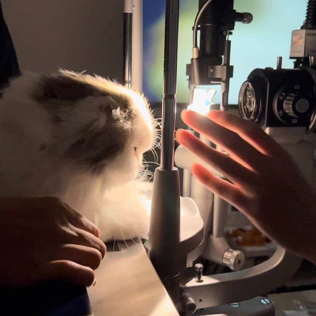 のんたのインスタグラム：「ぱんちゃんの眼科 ( @grandcru.animaleyeclinic )を受診してきました👀ほんとにおりこうさんで診察中一度も泣かず、でーんとしています。いつも先生と看護師さんに甘えてリラックスしています。  検査や処置が終わるとちゅーるをもらえると理解していて、先生が診察室を出て戻ってくるのを「ちゅーるまだですか？」とばかりに待っているぱんちゃんです(いつも図々しくて恥ずかしい💦)  ぱんちゃんが病院でどのくらいリラックスしているかというと… ④前回受診した時の動画です。 診察台の上でゴロゴロ寝たことがあります😆(音声OFFにしていますがみんな笑っていますw)  ⑤寒かったのでぽるくんのセーターを借りたよ🐏  今日は診察後10分ほど院内でお預かりしてもらい、その間にお買い物を済ませてお迎えに(豆源まで走った💨) カートの中でおりこうに待っててくれました😊  ⑥季節の変わり目のせいか、ぱんちゃんのおめめはあまり良くなく 新しくEneALAというサプリを試してみることになりました。 ぱんちゃんはマイボーム腺に油がたまりやすい体質らしく、そこが詰まっていることで涙がポロポロ出てしまう傾向にあります。 このサプリはその油を溶かす効果があるそうです。ぱんちゃんのおめめが少しでも快適になりますように。  次はのんちゃんの病院だー🏥今月はぽるくんも連れて行く予定です💪」