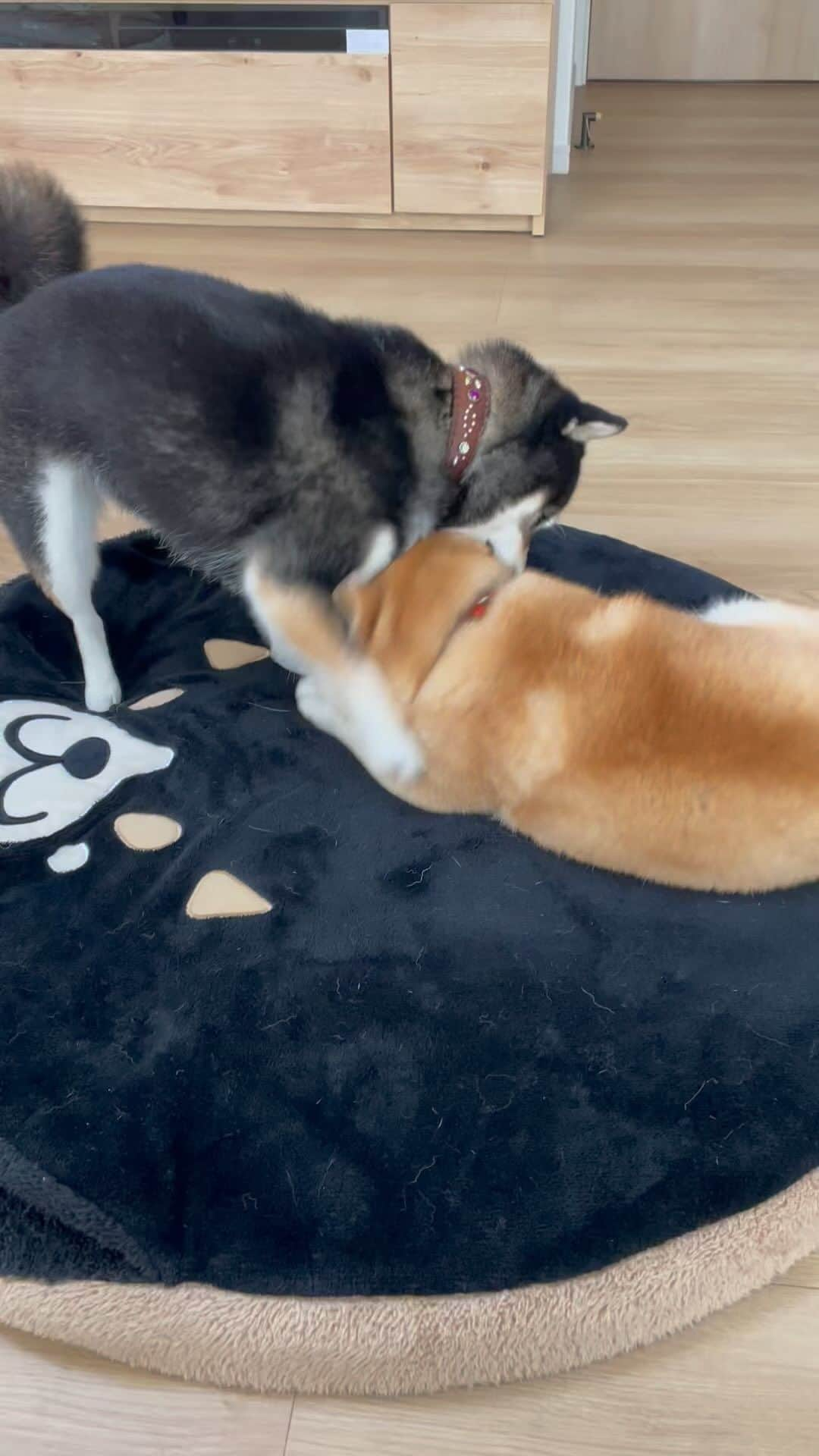 豆柴なつ&ふゆのインスタグラム：「Happy play time😊❤️ 午後のひととき😊❤️  #柴犬 #shiba #しばいぬ #豆柴 #shibalife   #しばいぬのいる生活  #柴犬ライフ  #shibalife  #shibagram  #犬のいる暮らし  #しばいぬ #シバフル #わんダフォ #shibamania  #shiba_snap  #instashiba#cutedogs  #柴犬#shiba #shibainu #shibastagram #pecoいぬ部 #shibainumag_feature #dogoftheday  #🐕📷 #theshibasociety」