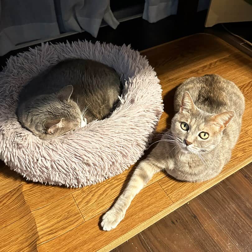 モアレ & クリエのインスタグラム