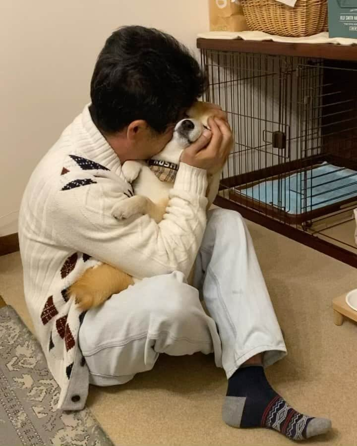 柴犬小雨のインスタグラム：「・ 今夜のおふたりさん ・ ・ ・ パパが福島出張から帰ってきて、大はしゃぎの小雨さんでした♪ こさめ、良かったね♡ ・ ・ ・ #shiba_snap #shibamania #petstagram #dog  #shibadog #petstagram #pet #shiba #shibainu #shibaaaaainu #shibastagram #pecoいぬ部 #dogstagram #子犬#仔犬#狗 #犬のいる暮らし #犬のいる生活 #こいぬ#いぬのきもち #豆柴#まめしば#しばいぬ #9gag #しばけん #ペット#小狗#柴犬#犬#柴犬小雨#シバイヌ」