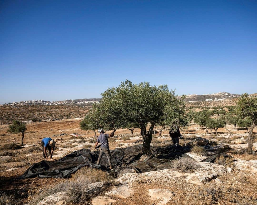 AFP通信さんのインスタグラム写真 - (AFP通信Instagram)「Activist rabbi helps West Bank farmers facing Israeli settler violence⁣ ⁣ Palestinian olive farmers in the occupied West Bank are harvesting their crops but they are on edge amid an uptick in assaults by Israeli settlers. Uncowed by the threat, Rabbi Arik Ascherman, a veteran activist, is trying to protect the farmers from what he calls "rampant settler violence".⁣ ⁣ 1 - A Palestinian man shakes an olive tree during the harvest season at a grove outside Ramallah in the occupied West Bank on November 2023. ⁣ ⁣ 2 - US-born Israeli Reform Jewish rabbi Arik Ascherman, a member of the Israeli human rights organization "Rabbis for Human Rights", helps Palestinians during the olive harvest at a grove outside Ramallah in the occupied West Bank on November 2023.⁣ ⁣ 3 & 4 - Palestinian men pick olives from a tree during the harvest season at a grove outside Ramallah in the occupied West Bank on November 2023. ⁣ ⁣ 5 & 6 - A Palestinian woman shakes olives to filter off leaves during the olive harvest at a grove outside Ramallah in the occupied West Bank on November 2023. ⁣ ⁣ 7 - A Palestinian woman and man collect olives during the harvest season at a grove outside Ramallah in the occupied West Bank on November 2023.⁣ ⁣ 8 - A Palestinian man carries a sack of freshly-picked olives during the harvest season at a grove outside Ramallah in the occupied West Bank on November 2023.⁣ ⁣ ⁣ 📷 @aris.messinis ⁣ #AFPPhoto」11月15日 21時01分 - afpphoto