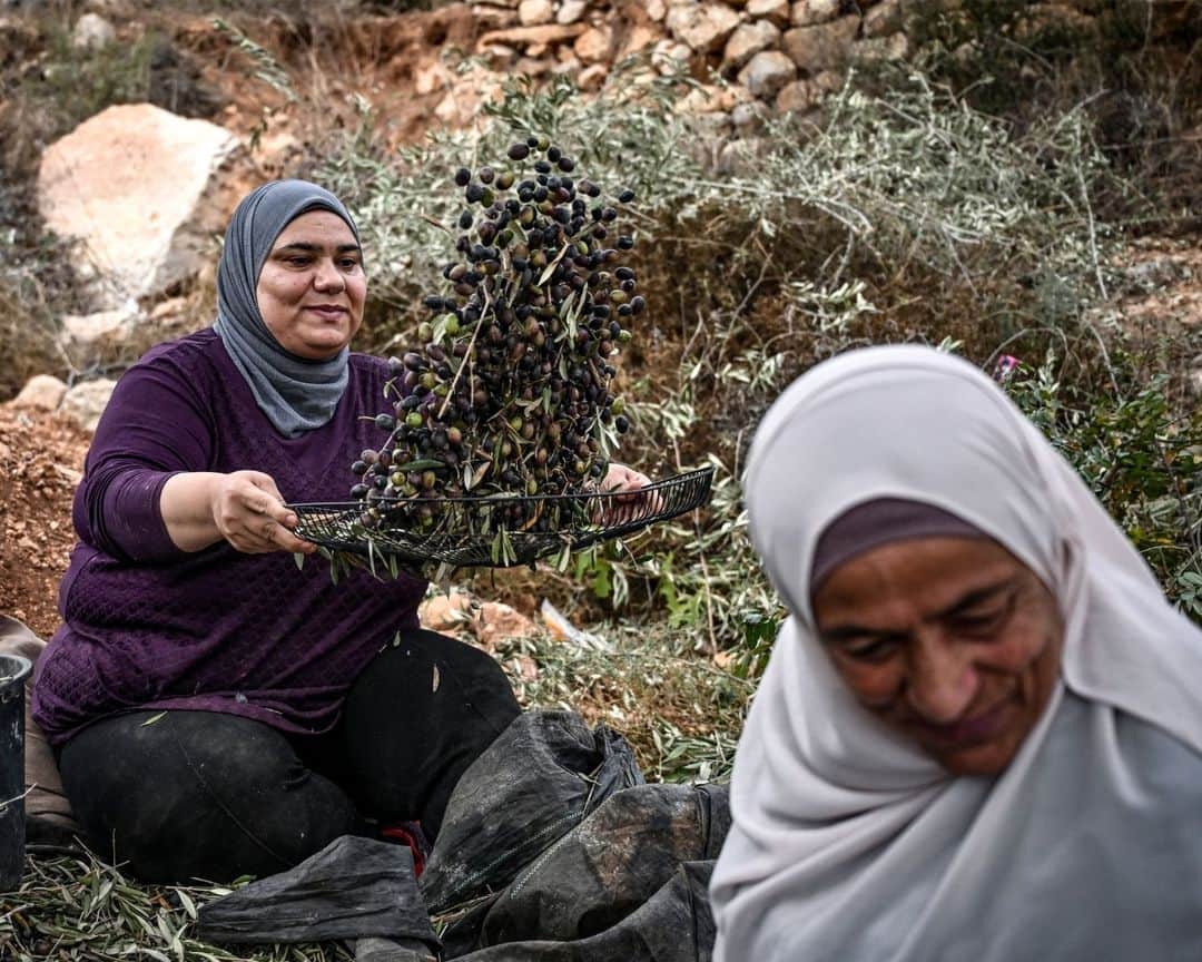 AFP通信さんのインスタグラム写真 - (AFP通信Instagram)「Activist rabbi helps West Bank farmers facing Israeli settler violence⁣ ⁣ Palestinian olive farmers in the occupied West Bank are harvesting their crops but they are on edge amid an uptick in assaults by Israeli settlers. Uncowed by the threat, Rabbi Arik Ascherman, a veteran activist, is trying to protect the farmers from what he calls "rampant settler violence".⁣ ⁣ 1 - A Palestinian man shakes an olive tree during the harvest season at a grove outside Ramallah in the occupied West Bank on November 2023. ⁣ ⁣ 2 - US-born Israeli Reform Jewish rabbi Arik Ascherman, a member of the Israeli human rights organization "Rabbis for Human Rights", helps Palestinians during the olive harvest at a grove outside Ramallah in the occupied West Bank on November 2023.⁣ ⁣ 3 & 4 - Palestinian men pick olives from a tree during the harvest season at a grove outside Ramallah in the occupied West Bank on November 2023. ⁣ ⁣ 5 & 6 - A Palestinian woman shakes olives to filter off leaves during the olive harvest at a grove outside Ramallah in the occupied West Bank on November 2023. ⁣ ⁣ 7 - A Palestinian woman and man collect olives during the harvest season at a grove outside Ramallah in the occupied West Bank on November 2023.⁣ ⁣ 8 - A Palestinian man carries a sack of freshly-picked olives during the harvest season at a grove outside Ramallah in the occupied West Bank on November 2023.⁣ ⁣ ⁣ 📷 @aris.messinis ⁣ #AFPPhoto」11月15日 21時01分 - afpphoto