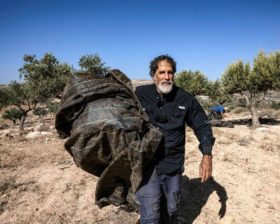 AFP通信さんのインスタグラム写真 - (AFP通信Instagram)「Activist rabbi helps West Bank farmers facing Israeli settler violence⁣ ⁣ Palestinian olive farmers in the occupied West Bank are harvesting their crops but they are on edge amid an uptick in assaults by Israeli settlers. Uncowed by the threat, Rabbi Arik Ascherman, a veteran activist, is trying to protect the farmers from what he calls "rampant settler violence".⁣ ⁣ 1 - A Palestinian man shakes an olive tree during the harvest season at a grove outside Ramallah in the occupied West Bank on November 2023. ⁣ ⁣ 2 - US-born Israeli Reform Jewish rabbi Arik Ascherman, a member of the Israeli human rights organization "Rabbis for Human Rights", helps Palestinians during the olive harvest at a grove outside Ramallah in the occupied West Bank on November 2023.⁣ ⁣ 3 & 4 - Palestinian men pick olives from a tree during the harvest season at a grove outside Ramallah in the occupied West Bank on November 2023. ⁣ ⁣ 5 & 6 - A Palestinian woman shakes olives to filter off leaves during the olive harvest at a grove outside Ramallah in the occupied West Bank on November 2023. ⁣ ⁣ 7 - A Palestinian woman and man collect olives during the harvest season at a grove outside Ramallah in the occupied West Bank on November 2023.⁣ ⁣ 8 - A Palestinian man carries a sack of freshly-picked olives during the harvest season at a grove outside Ramallah in the occupied West Bank on November 2023.⁣ ⁣ ⁣ 📷 @aris.messinis ⁣ #AFPPhoto」11月15日 21時01分 - afpphoto