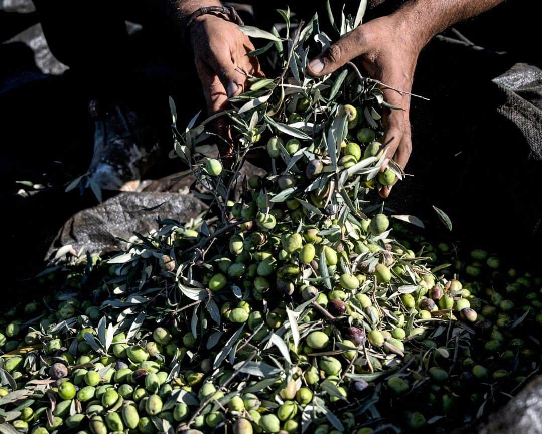 AFP通信さんのインスタグラム写真 - (AFP通信Instagram)「Activist rabbi helps West Bank farmers facing Israeli settler violence⁣ ⁣ Palestinian olive farmers in the occupied West Bank are harvesting their crops but they are on edge amid an uptick in assaults by Israeli settlers. Uncowed by the threat, Rabbi Arik Ascherman, a veteran activist, is trying to protect the farmers from what he calls "rampant settler violence".⁣ ⁣ 1 - A Palestinian man shakes an olive tree during the harvest season at a grove outside Ramallah in the occupied West Bank on November 2023. ⁣ ⁣ 2 - US-born Israeli Reform Jewish rabbi Arik Ascherman, a member of the Israeli human rights organization "Rabbis for Human Rights", helps Palestinians during the olive harvest at a grove outside Ramallah in the occupied West Bank on November 2023.⁣ ⁣ 3 & 4 - Palestinian men pick olives from a tree during the harvest season at a grove outside Ramallah in the occupied West Bank on November 2023. ⁣ ⁣ 5 & 6 - A Palestinian woman shakes olives to filter off leaves during the olive harvest at a grove outside Ramallah in the occupied West Bank on November 2023. ⁣ ⁣ 7 - A Palestinian woman and man collect olives during the harvest season at a grove outside Ramallah in the occupied West Bank on November 2023.⁣ ⁣ 8 - A Palestinian man carries a sack of freshly-picked olives during the harvest season at a grove outside Ramallah in the occupied West Bank on November 2023.⁣ ⁣ ⁣ 📷 @aris.messinis ⁣ #AFPPhoto」11月15日 21時01分 - afpphoto