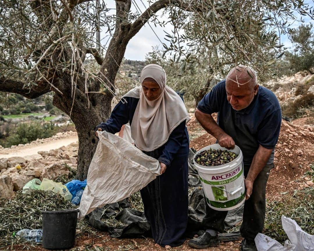 AFP通信さんのインスタグラム写真 - (AFP通信Instagram)「Activist rabbi helps West Bank farmers facing Israeli settler violence⁣ ⁣ Palestinian olive farmers in the occupied West Bank are harvesting their crops but they are on edge amid an uptick in assaults by Israeli settlers. Uncowed by the threat, Rabbi Arik Ascherman, a veteran activist, is trying to protect the farmers from what he calls "rampant settler violence".⁣ ⁣ 1 - A Palestinian man shakes an olive tree during the harvest season at a grove outside Ramallah in the occupied West Bank on November 2023. ⁣ ⁣ 2 - US-born Israeli Reform Jewish rabbi Arik Ascherman, a member of the Israeli human rights organization "Rabbis for Human Rights", helps Palestinians during the olive harvest at a grove outside Ramallah in the occupied West Bank on November 2023.⁣ ⁣ 3 & 4 - Palestinian men pick olives from a tree during the harvest season at a grove outside Ramallah in the occupied West Bank on November 2023. ⁣ ⁣ 5 & 6 - A Palestinian woman shakes olives to filter off leaves during the olive harvest at a grove outside Ramallah in the occupied West Bank on November 2023. ⁣ ⁣ 7 - A Palestinian woman and man collect olives during the harvest season at a grove outside Ramallah in the occupied West Bank on November 2023.⁣ ⁣ 8 - A Palestinian man carries a sack of freshly-picked olives during the harvest season at a grove outside Ramallah in the occupied West Bank on November 2023.⁣ ⁣ ⁣ 📷 @aris.messinis ⁣ #AFPPhoto」11月15日 21時01分 - afpphoto