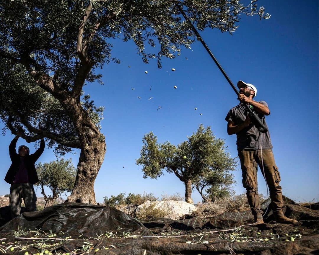 AFP通信のインスタグラム：「Activist rabbi helps West Bank farmers facing Israeli settler violence⁣ ⁣ Palestinian olive farmers in the occupied West Bank are harvesting their crops but they are on edge amid an uptick in assaults by Israeli settlers. Uncowed by the threat, Rabbi Arik Ascherman, a veteran activist, is trying to protect the farmers from what he calls "rampant settler violence".⁣ ⁣ 1 - A Palestinian man shakes an olive tree during the harvest season at a grove outside Ramallah in the occupied West Bank on November 2023. ⁣ ⁣ 2 - US-born Israeli Reform Jewish rabbi Arik Ascherman, a member of the Israeli human rights organization "Rabbis for Human Rights", helps Palestinians during the olive harvest at a grove outside Ramallah in the occupied West Bank on November 2023.⁣ ⁣ 3 & 4 - Palestinian men pick olives from a tree during the harvest season at a grove outside Ramallah in the occupied West Bank on November 2023. ⁣ ⁣ 5 & 6 - A Palestinian woman shakes olives to filter off leaves during the olive harvest at a grove outside Ramallah in the occupied West Bank on November 2023. ⁣ ⁣ 7 - A Palestinian woman and man collect olives during the harvest season at a grove outside Ramallah in the occupied West Bank on November 2023.⁣ ⁣ 8 - A Palestinian man carries a sack of freshly-picked olives during the harvest season at a grove outside Ramallah in the occupied West Bank on November 2023.⁣ ⁣ ⁣ 📷 @aris.messinis ⁣ #AFPPhoto」