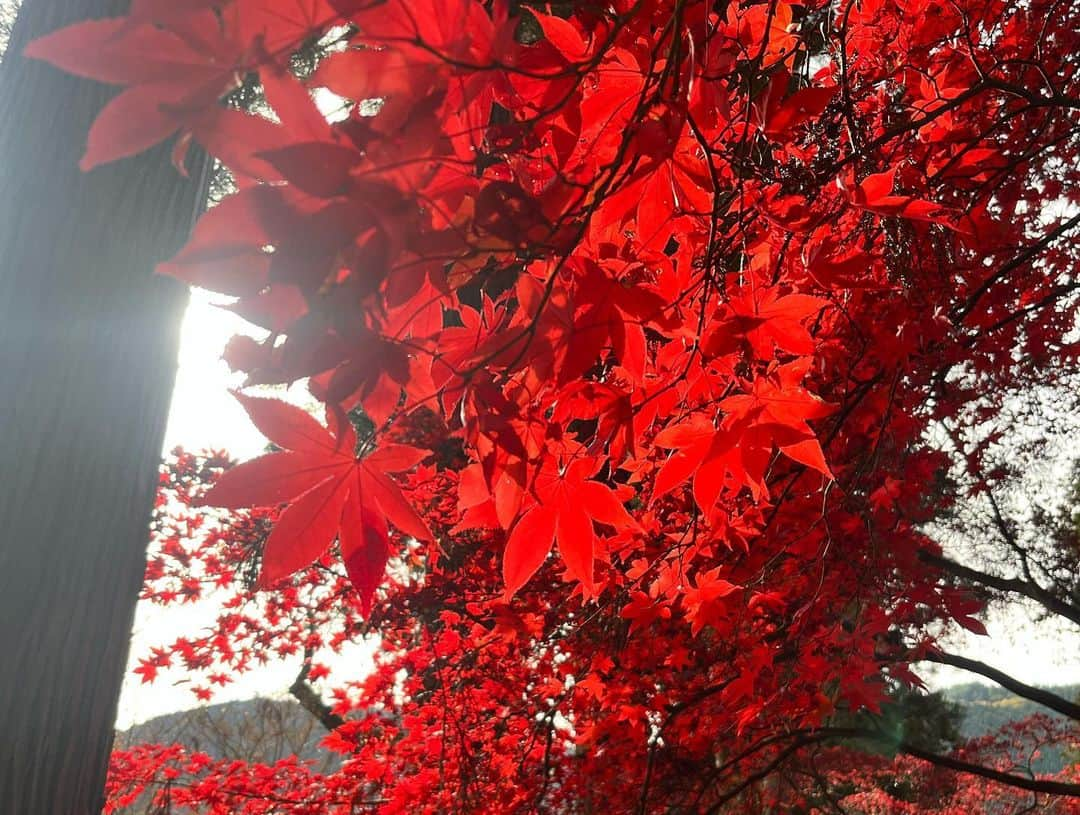 重盛赳男さんのインスタグラム写真 - (重盛赳男Instagram)「NBSみんなの信州🍁  きょうは長野市若穂にある清水寺の紅葉の取材へ。 夏の猛暑と小雨の影響か、色づきに差はありましたが、赤や黄色のカエデで彩られた境内は見事でした👏 非常に寒い取材で、秋の終わりも感じました。  #長野放送 #NBSみんなの信州 #みんなの信州 #重盛赳男 #寒いと口が回らない #アナウンサー #キャスター」11月15日 21時06分 - shigemoritakeo