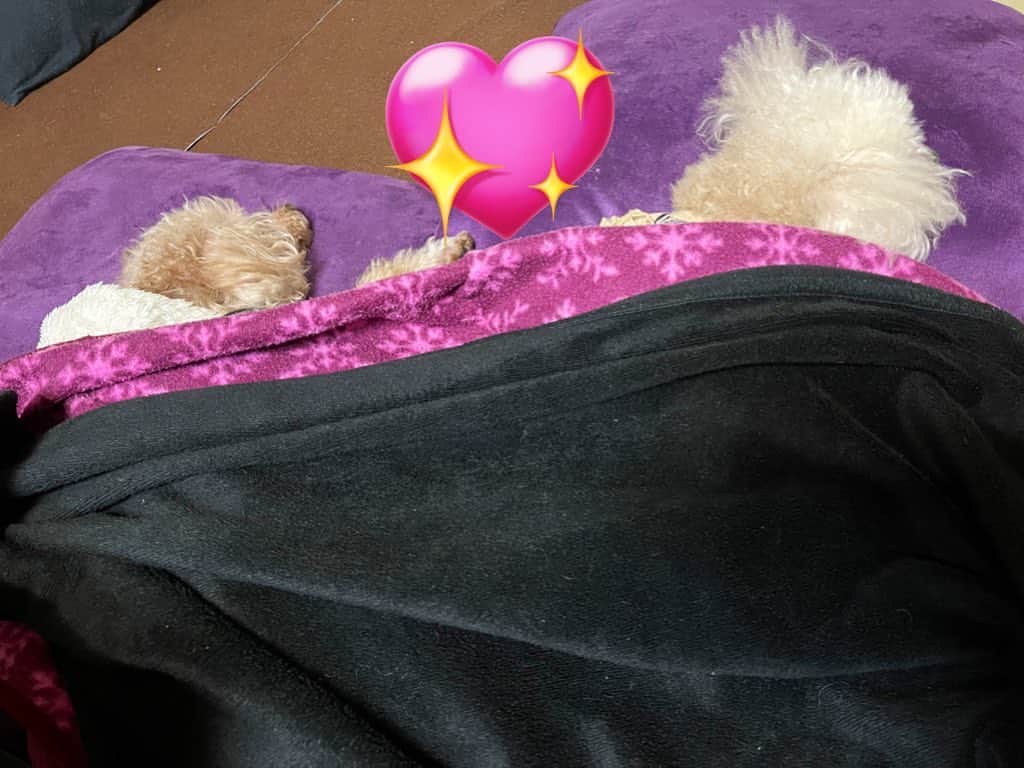 伊織涼子さんのインスタグラム写真 - (伊織涼子Instagram)「散歩、ご飯と終わり 並んで寝だした  くぅ〜可愛い  #トイプードル  #シニア犬  #保護犬   姫さま&カリナちゃん」11月15日 21時10分 - ryouko178