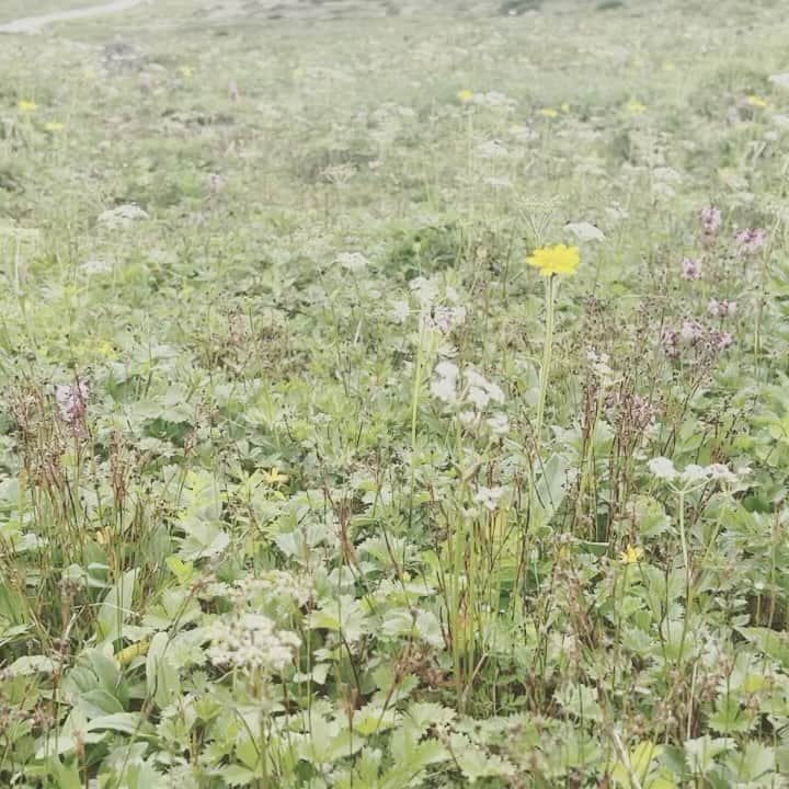 のインスタグラム：「乗鞍畳平のお花畑🌸✨ 言い方によっては 地味 な花々 だけど わたしは好き 立ち止まる人がほとんどいないなか ひとり興奮して写真やら動画やらを撮っていた夏の思い出」