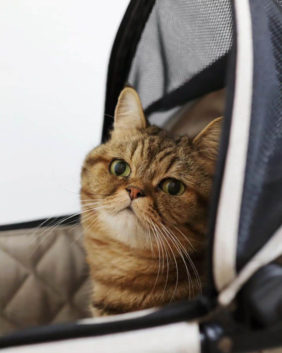 寅次郎（とらちゃん）のインスタグラム：「最近のお昼寝場所はカートの中にゃ🛒  #catsofinstagram #猫好きさんと繋がりたい #ねこのきもち #ペットカート  #エアバギーペット」