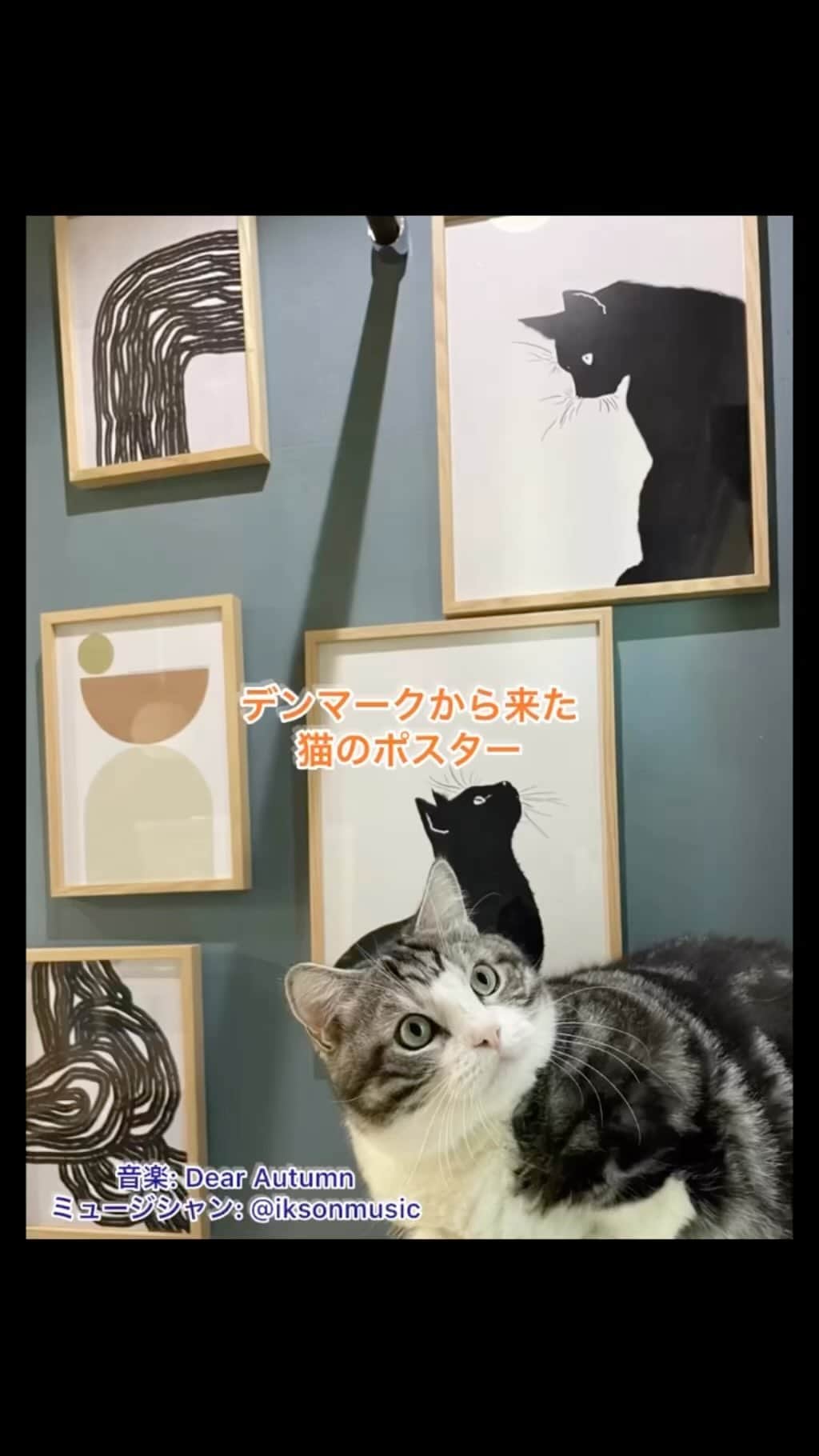 kamunaのインスタグラム：「この猫のポスターが中心のギャラリーウォールはデンマーク🇩🇰のサスティナブルで素敵なポスターを制作されている　@projectnord.jp さまが飾り方も提案して提供してくださったものです。 どうでしょう？素敵ですよね？？😊 @projectnord.jp さまでは限られた資源やエネルギーを大切にされていて注文を受けてから1枚1枚印刷します。1枚につき1本の木🌲を植えています。なので在庫はありません。  そして 日本でもデンマーク🇩🇰でも愛されている動物"ねこ"を救うプロジェクトを始動🎉 保護猫🐈🐈🐈を救うため寄付活動をされています。 猫ポスターのご購入者さまは500円の寄付ができるオプションを選ぶことができます。お客様が寄付を選択された場合そこへ500円を追加し合計で1,000円の寄付になる仕組みです。そして集まった寄付金の送り先は　@tsuna_mayo2704  さんが中心となって実施されている「保護猫ラーメンカフェ」活動宛てと決まりました。 @tsuna_mayo2704 さんは、ただいまreadyfor にて保護猫に里親を見つけ譲渡する機会を設けるラーメン屋一体型保護猫カフェを作る支援を求めていらっしゃいます。 @projectnord.jp さまはこの活動を新しい試みと感じ、是非この活動を応援したいと思われたそうです。😽😽😽😽😽  素敵なポスターを飾って保護猫活動を応援しませんか？  PR  #ポスター#ギャラリーウォール#保護猫#デンマーク#北欧#サスティナブル#ねこ#保護猫カフェ」