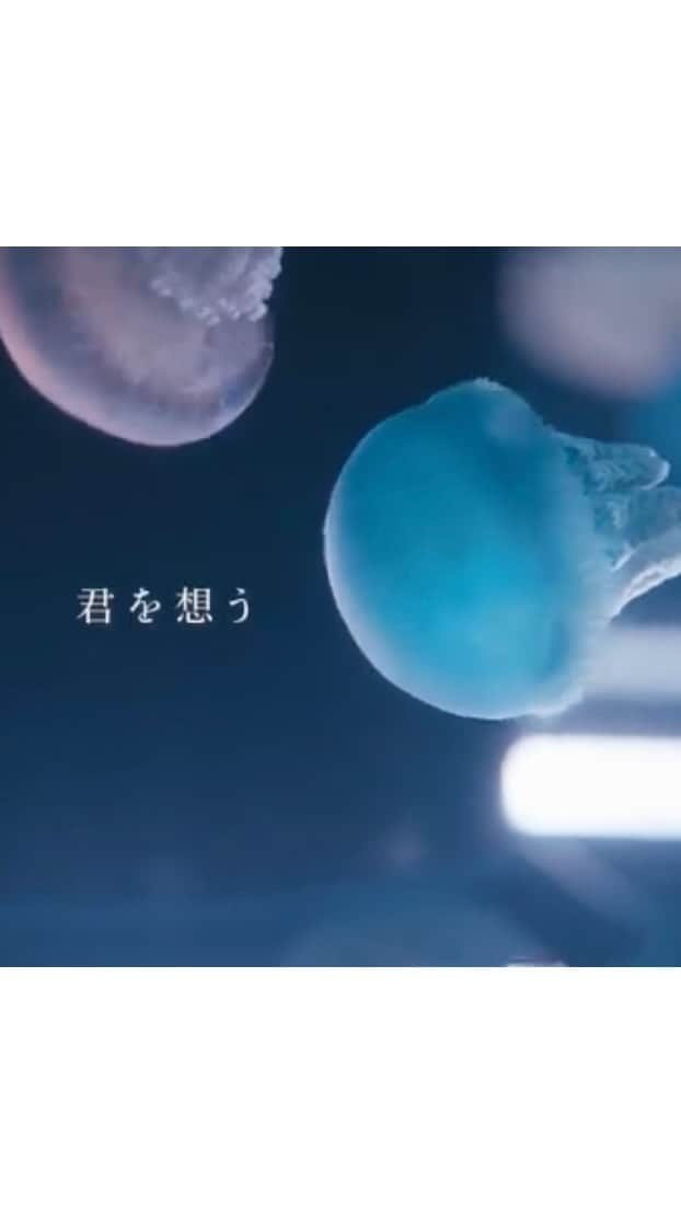 清水くるみのインスタグラム：「松下洸平さんのMV 「君を想う」に出演させていただいています！ 是非みてください🫶  #Repost @kouheimatsushita_official with @use.repost ・・・ 『君を想う』MV YouTubeにて公開！  今回素敵なお芝居を見せてくださった清水くるみさん、濱正悟さん、監督の柴田啓佑さん、楽曲のイメージを想像以上の素晴らしい世界にして下さって本当にありがとうございました。  何度も何度も見たくなる映像です。 シェアしてね☺️  @kurumi_shimizu  @hamastagram822」