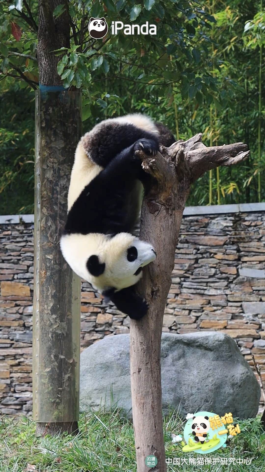 iPandaのインスタグラム：「This set of smooth motions may not even be possible for professional gymnasts! The only downside is that my butt hurts a bit. (Yan Hui’s cub) 🐼 🐼 🐼 #Panda #iPanda #Cute #HiPanda #CCRCGP #PandaMoment   For more panda information, please check out: https://en.ipanda.com」