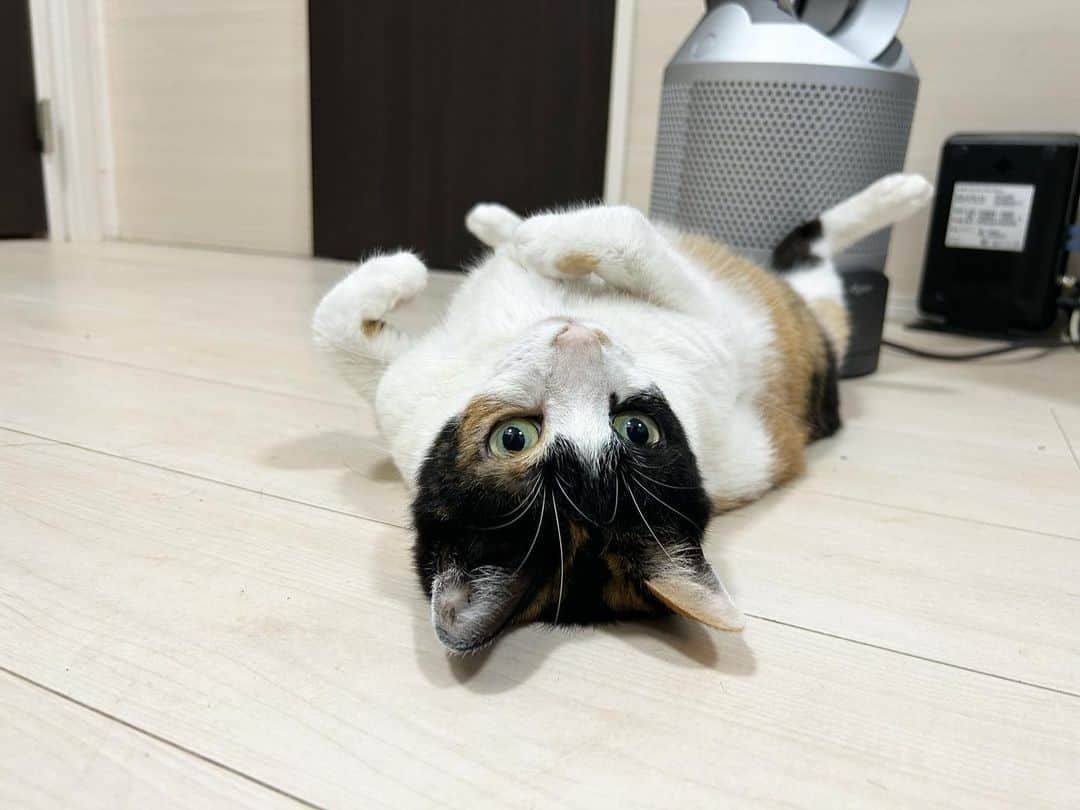 伊藤智博さんのインスタグラム写真 - (伊藤智博Instagram)「まる子、なに考えてるんですかね？  猫と犬アカウント→@llritoneko  #まる子 #美猫 #三毛猫 #猫 #ネコ #cat #catagram #catstagram #catsofinstagram #ペット #pet #petstagram #petsofinstagram #猫スタグラム #ねこすたぐらむ #🐈 #猫動画 #猫屋敷 #猫のいる暮らし #保護猫」11月15日 22時33分 - itotomohirollr