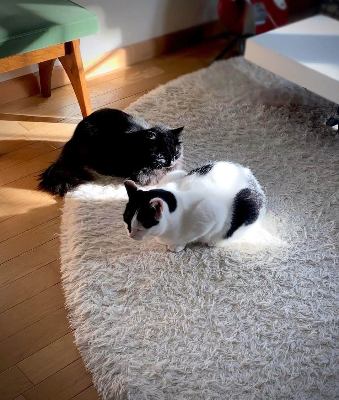 OKAのインスタグラム：「陽の当たる場所に集合。  #保護猫兄妹」