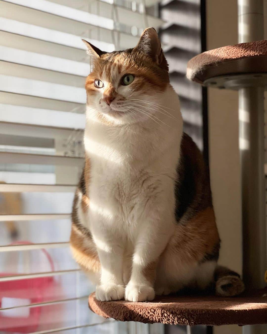 のインスタグラム：「おはよ #ポチ実 #三毛猫」