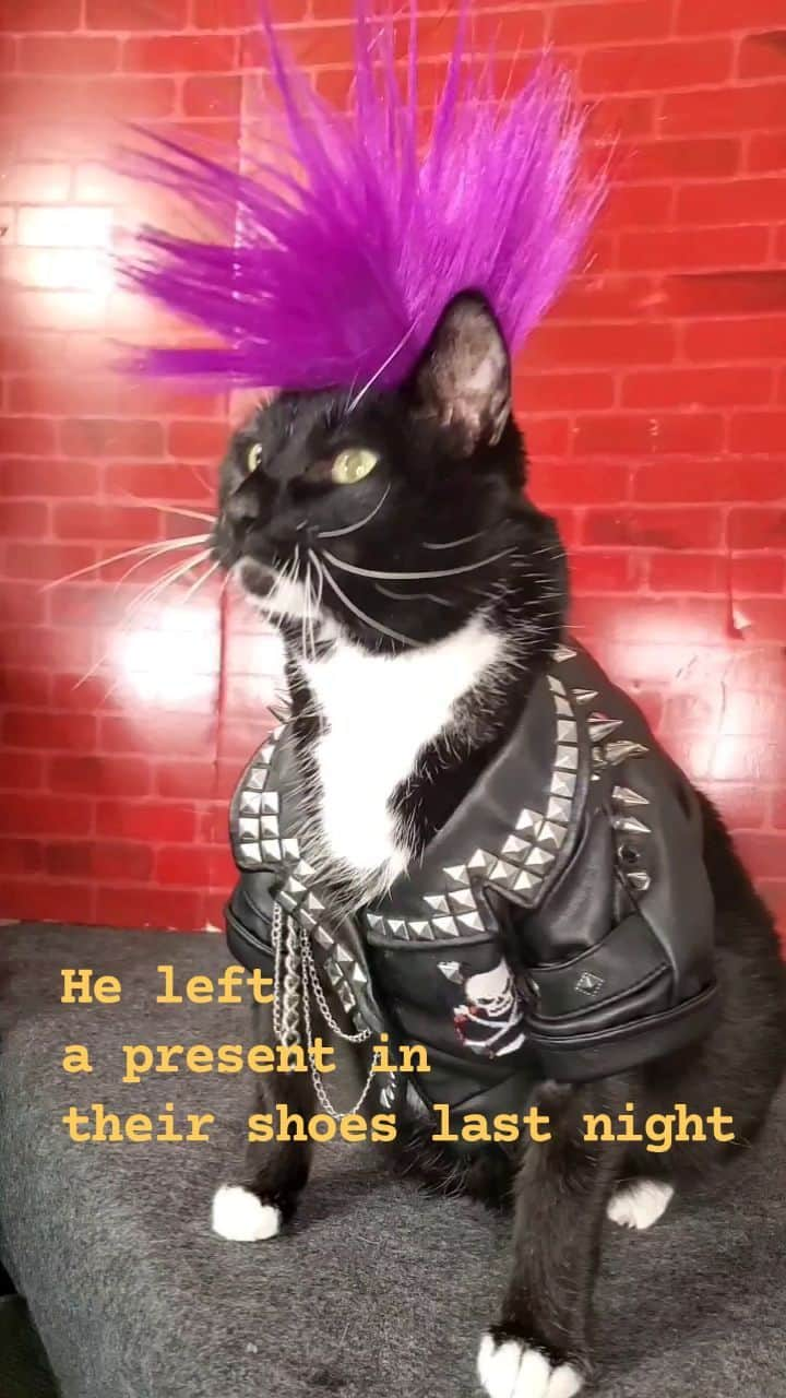 猫コスプレのインスタグラム：「It's called a suprise   #punkcat #scottydoesntknow  . . . . #catcosplay #cosplay #cosplayer #cat #catcostume #catsinclothes #petclothes #PetCostume #funnycats #tuxedocat #humor #funny #funnycat #punkstyle #punk #mowhawk #funnycatvideos」