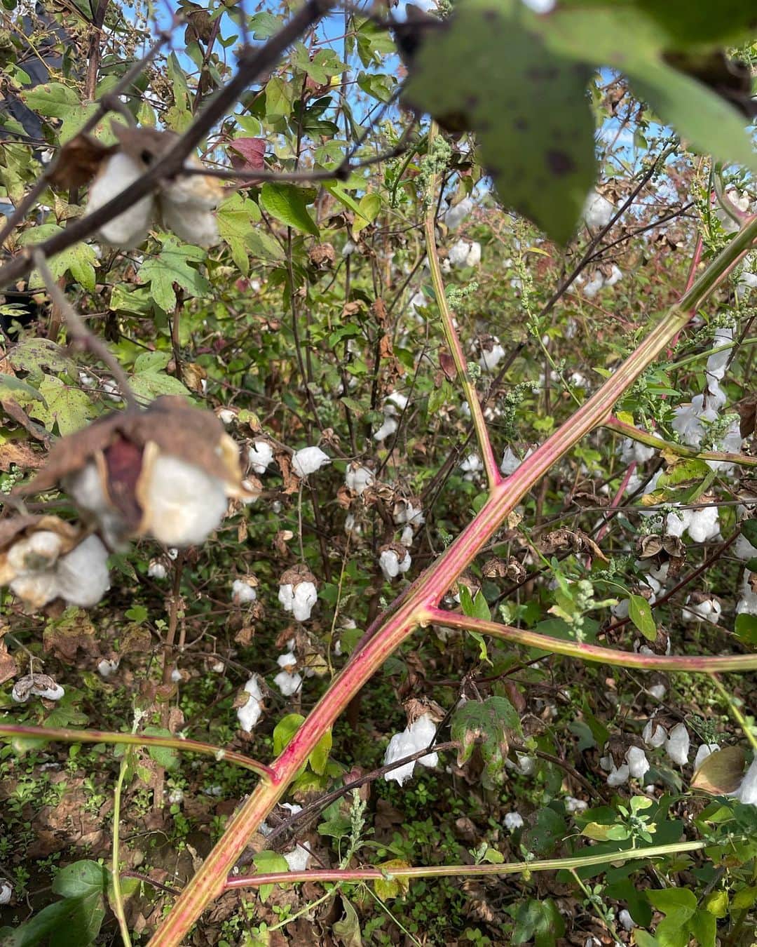 AMIさんのインスタグラム写真 - (AMIInstagram)「5月に種蒔きをした和綿ちゃん✨ 先週栃木県の渡良瀬ビレッジへ収穫に行ってきました。 スクスク元気に育って ふわふわな綿毛になっておりました😊 全ての工程に時間も労力もかかること、 私達が経験したのはほんの一部でしかないけど、体験を通して物事の空気も温度も身を持って感じることがとても大事だなと、自分自身の人生において貴重な経験が出来た時間でした。 オーガビッツの皆様 WWDの皆様 渡良瀬エコビレッジの皆様 本当にありがとうございました✨」11月16日 9時20分 - amixxamiaya