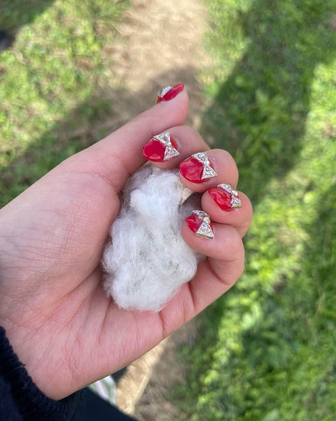 AMIのインスタグラム：「5月に種蒔きをした和綿ちゃん✨ 先週栃木県の渡良瀬ビレッジへ収穫に行ってきました。 スクスク元気に育って ふわふわな綿毛になっておりました😊 全ての工程に時間も労力もかかること、 私達が経験したのはほんの一部でしかないけど、体験を通して物事の空気も温度も身を持って感じることがとても大事だなと、自分自身の人生において貴重な経験が出来た時間でした。 オーガビッツの皆様 WWDの皆様 渡良瀬エコビレッジの皆様 本当にありがとうございました✨」