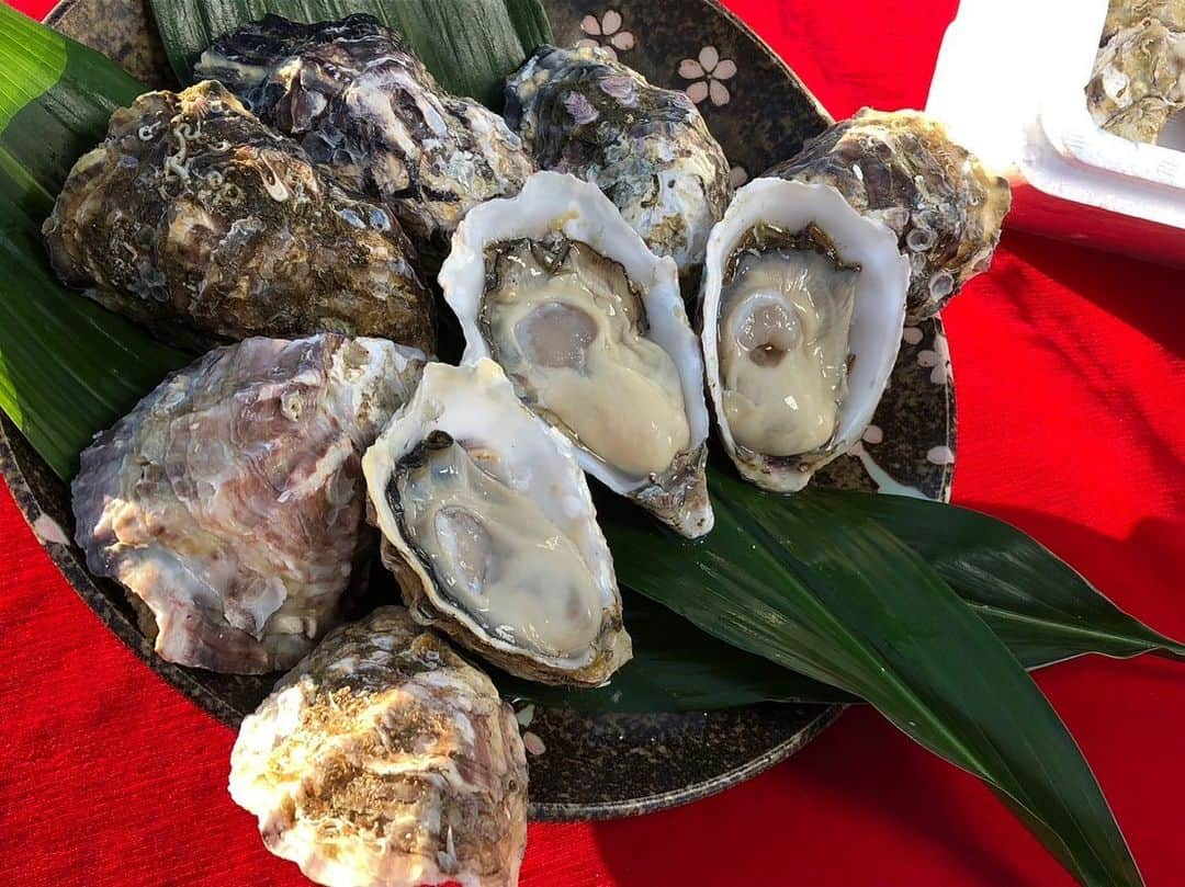 依田司さんのインスタグラム写真 - (依田司Instagram)「11月16日(木) 鍋にお勧めしたい食材【江戸前オイスター】をご紹介。 新たな千葉ブランド水産物として、2018年から東京湾では難しいとされた【牡蠣】の養殖に取り組み、何と今年、早くも国の認定を受けました。 東京湾で牡蠣の養殖！？といった驚きだけでなく、従来の養殖方法とは違った手法を採用することで、身入りも良く味の濃い牡蠣と評判を呼び、既に地元の宿泊施設やフランス料理店などからの注文が殺到中！出荷が追い付かない状況だと言います。 なかなか一般家庭には出回らない超希少な千葉ブランド牡蠣【江戸前オイスター】、お問い合わせは新富津漁協まで。  #江戸前オイスター #LACOSTE #ラコステ #依田さん #依田司 #お天気検定 #テレビ朝日 #グッドモーニング #サタデーステーション #気象予報士 #お天気キャスター #japan #japantrip #japantravel #unknownjapan #japanAdventure #japanlife #lifeinjapan #instagramjapan #instajapan #療癒 #ilovejapan #weather #weathercaster #weatherforecast」11月16日 9時21分 - tsukasa_yoda