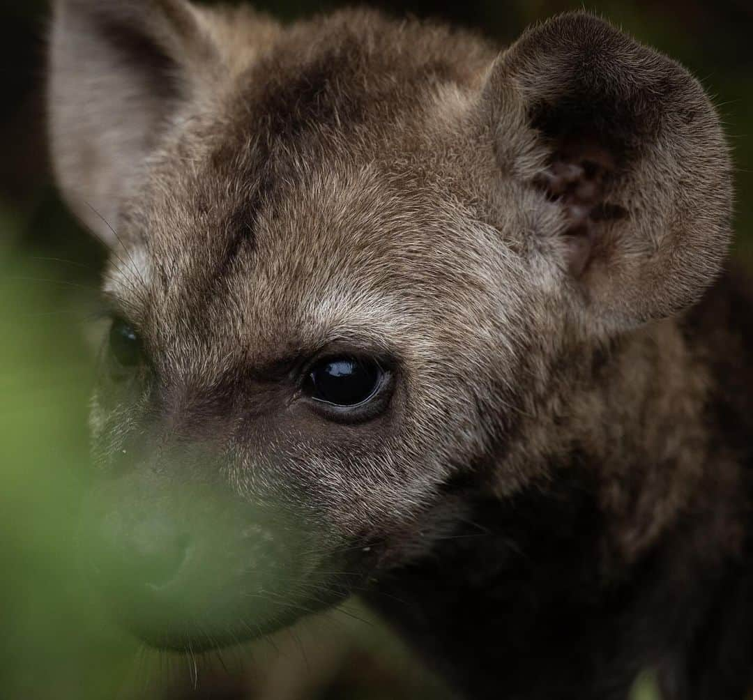 Keith Ladzinskiさんのインスタグラム写真 - (Keith LadzinskiInstagram)「It’s great to be back in Kruger National Park for the spring season. The temps have been chilly, the veld is pretty thick but we’ve been having great encounters.  1 - Black Bellied Starling 2 - Hyena pup 3 - Leopard   All with @canonusa r3」11月16日 0時50分 - ladzinski