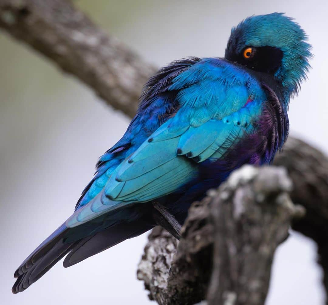 Keith Ladzinskiのインスタグラム：「It’s great to be back in Kruger National Park for the spring season. The temps have been chilly, the veld is pretty thick but we’ve been having great encounters.  1 - Black Bellied Starling 2 - Hyena pup 3 - Leopard   All with @canonusa r3」