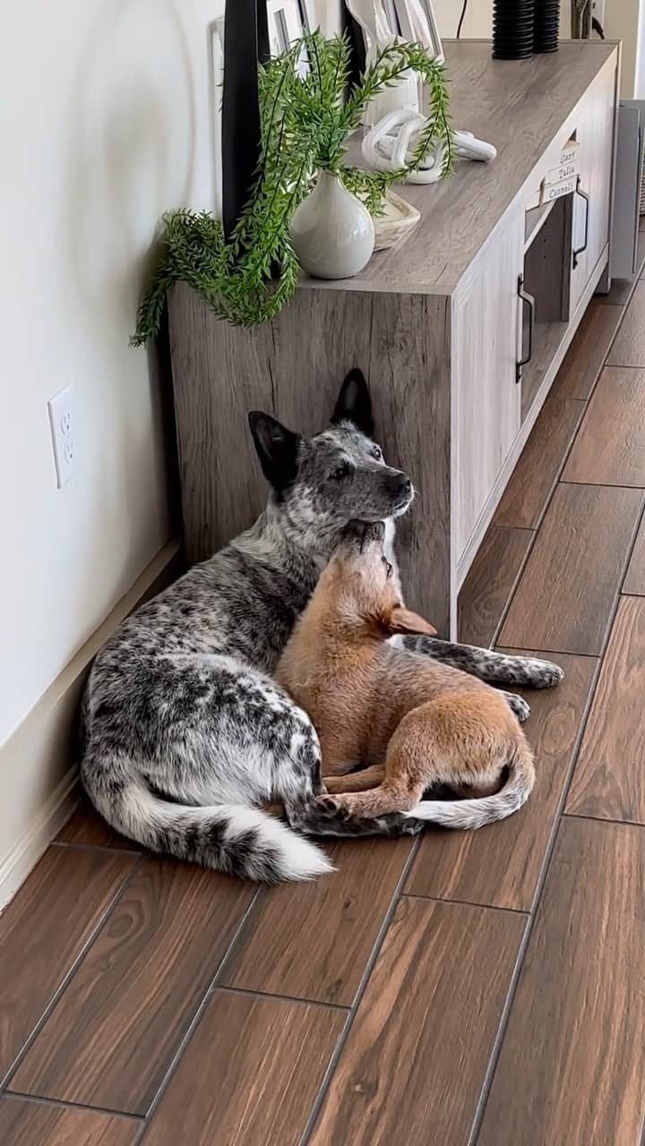 DogsOf Instagramのインスタグラム：「@pistachiocannoli_ just gunna smooch in here if you don’t mind 🥹💕 . . . . . #puppylove #cattledogcuddles #dogsofinstagram #greatpetliving #cattledogpuppy #puppykisses」