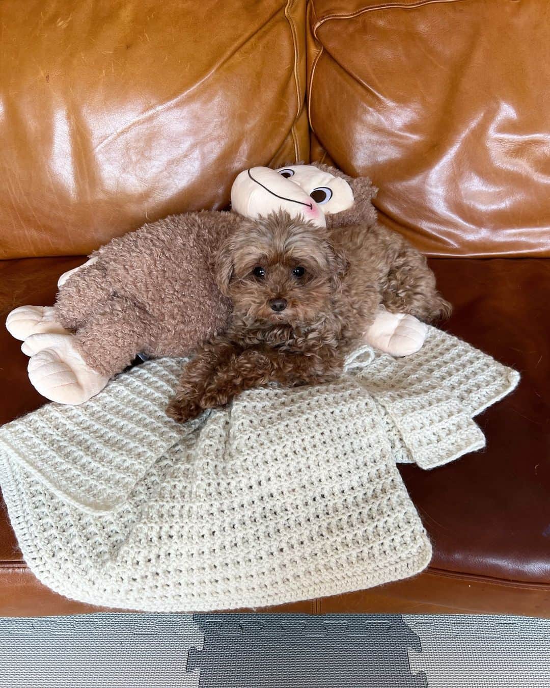 のインスタグラム：「. ぎゅうちゃんいつも紛れてて探しちゃう🧸🎀 . #ぎゅう🐶 #ばぁば手編みのブランケット🧶」