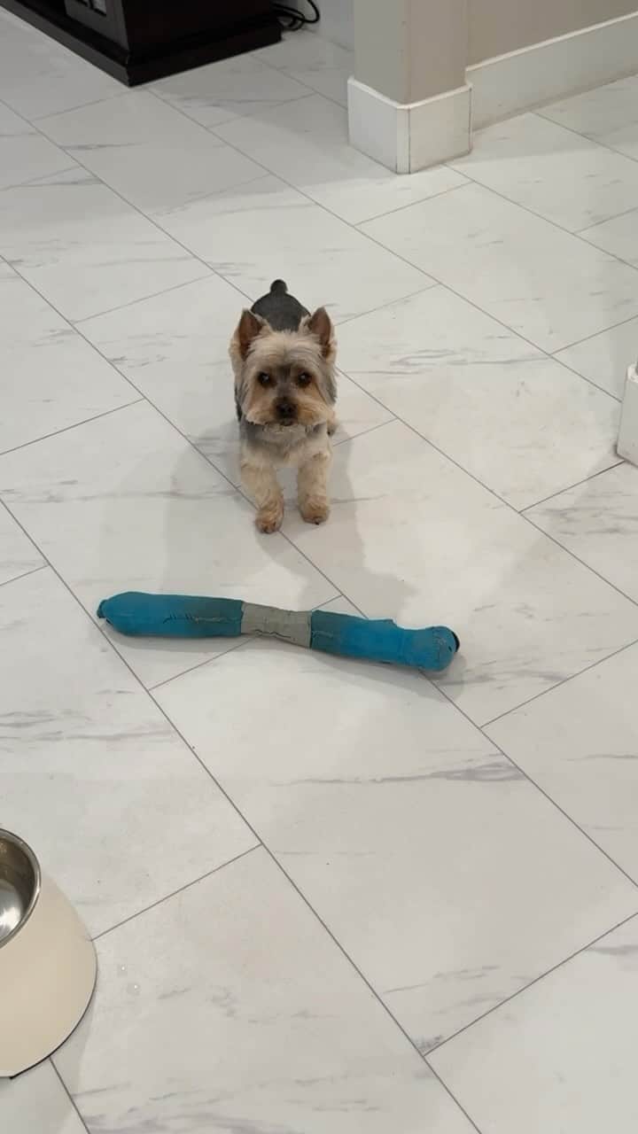 のインスタグラム：「Max 💭 Play with me NOW!  PLEASE! 😆💪🏼♥️ #SoDemanding #IWantItNow #PrettyPlease #DogPlaytime #PlayWithMe #PlayWithMeMammy #HumpDayWednesday #MommiesBoy #MommysBoy💙 #LoveBlue」