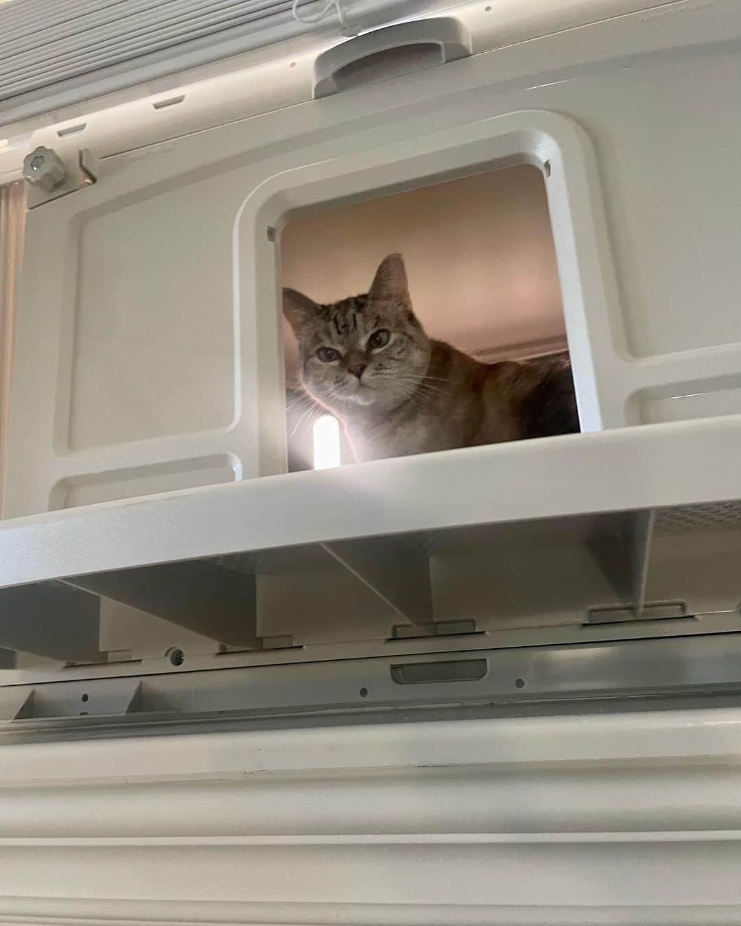 nala_catさんのインスタグラム写真 - (nala_catInstagram)「Say goodbye to indoor odors with VistaLoo for Business! 🐾🏡 Keep your space fresh and tidy with our spacious litter box. No more bending over - enjoy easy cleaning at window level. 🧼✨ Get yours today and let the fresh air in!   Order by 11.30 to get $20 off and FREE SHIPPING! Link in bio  #VistaLoo #FreshHome」11月16日 1時25分 - nala_cat