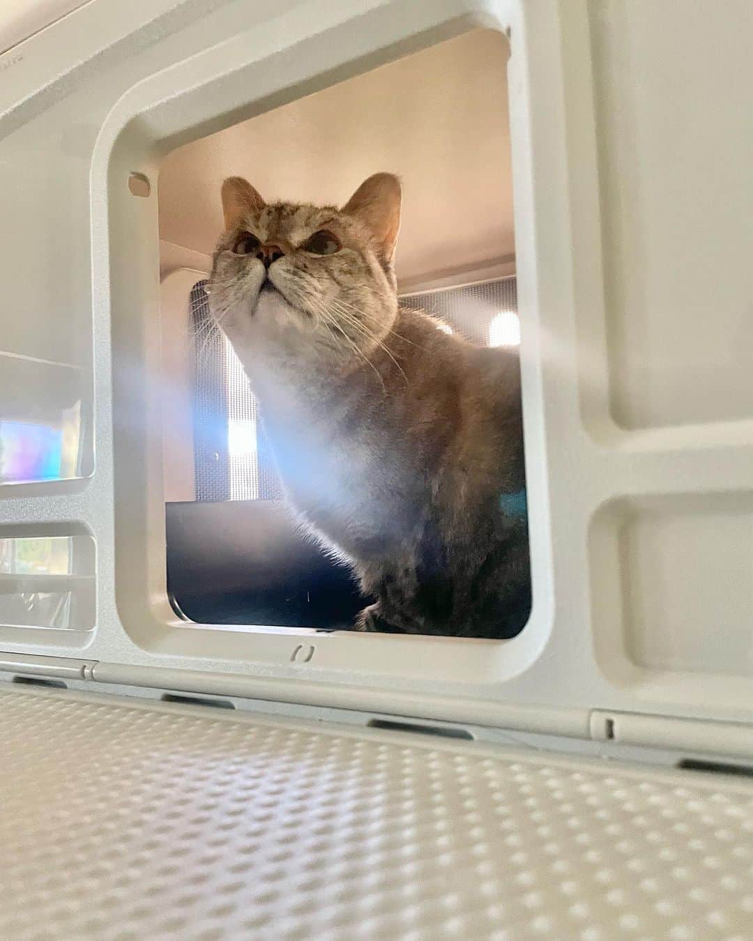 nala_catさんのインスタグラム写真 - (nala_catInstagram)「Say goodbye to indoor odors with VistaLoo for Business! 🐾🏡 Keep your space fresh and tidy with our spacious litter box. No more bending over - enjoy easy cleaning at window level. 🧼✨ Get yours today and let the fresh air in!   Order by 11.30 to get $20 off and FREE SHIPPING! Link in bio  #VistaLoo #FreshHome」11月16日 1時25分 - nala_cat