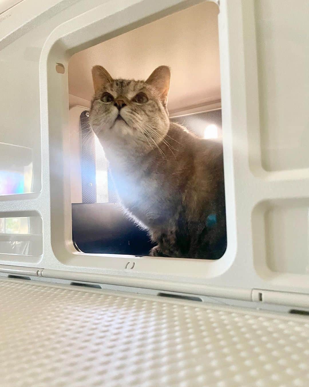nala_catのインスタグラム：「Say goodbye to indoor odors with VistaLoo for Business! 🐾🏡 Keep your space fresh and tidy with our spacious litter box. No more bending over - enjoy easy cleaning at window level. 🧼✨ Get yours today and let the fresh air in!   Order by 11.30 to get $20 off and FREE SHIPPING! Link in bio  #VistaLoo #FreshHome」