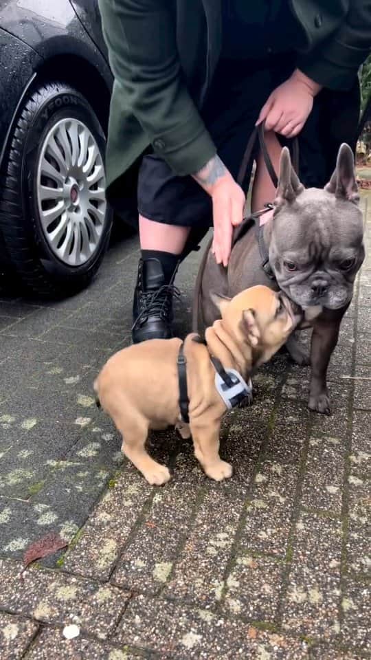 French Bulldogのインスタグラム：「Meeting my nephew Ozzy for the first time 🥹 @frenchbulldog_buddha  . . . . .  #fransebulldog #frenchbulldog #frenchbulldogs #frenchiecorner #dogsofinstagram #ilovemyfrenchie #frenchielife #frenchiefeatured #frenchiepost #frenchiephotos #frenchiesociety #frenchiesofinstagram #frenchiehomers #daily_frenchie #frenchie_connection #thefrenchiefollowing #frenchies1 #frenchie_shoutout #frenchiedose #frenchieworld #frenchiesoverload #loveabully #frenchbulldogx #frenchie_mob #bullymake」