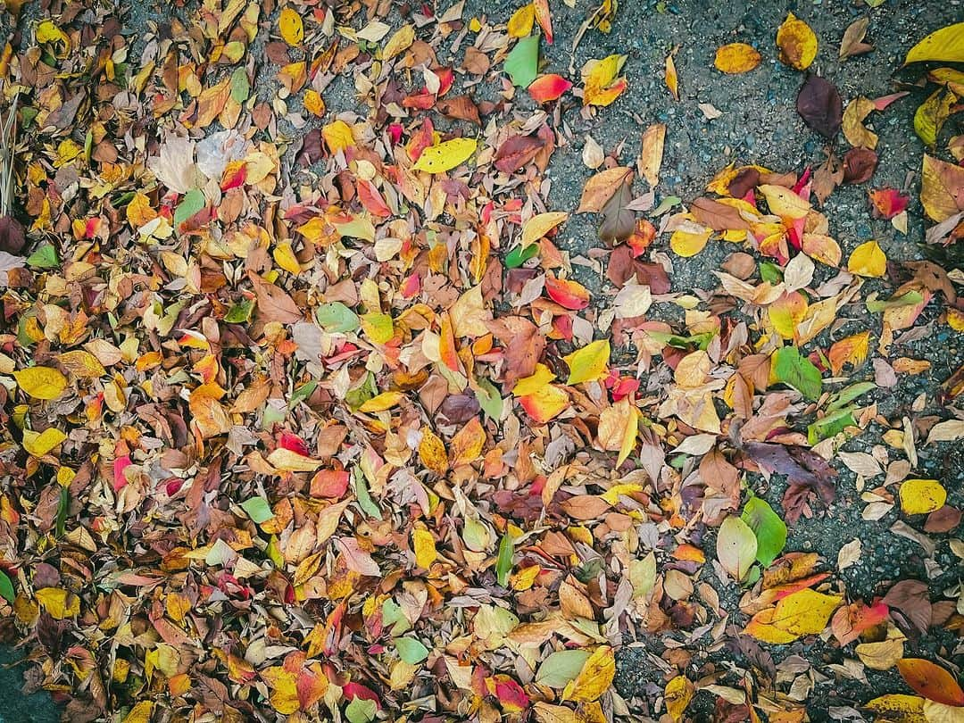 大山百合香のインスタグラム：「🍂🍃🍁🌆」