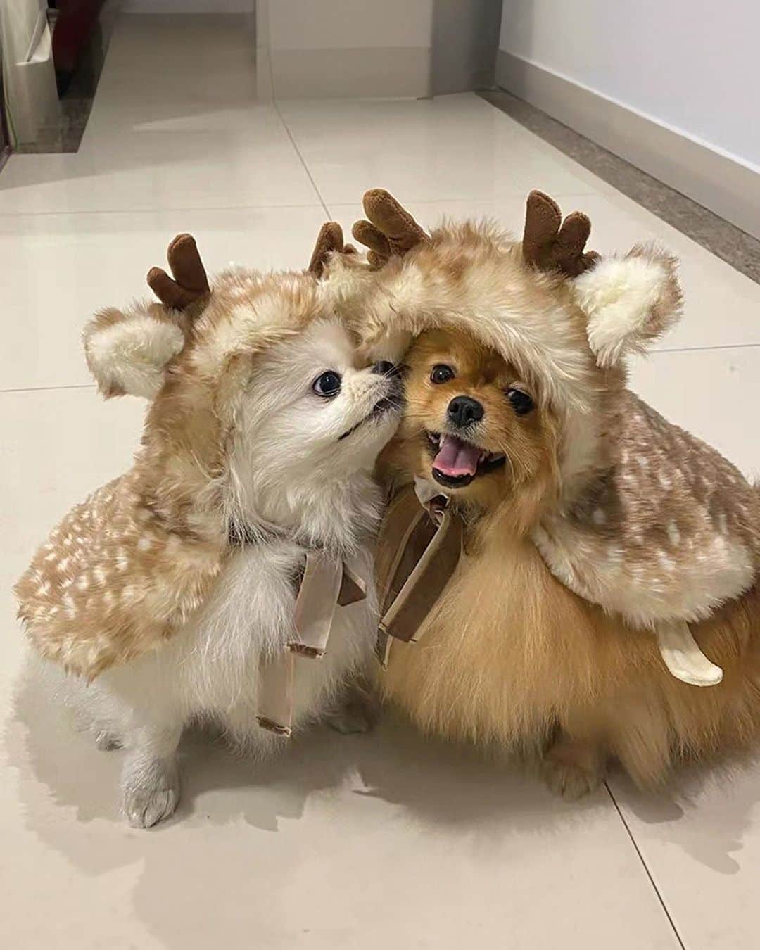 SHEINのインスタグラム：「Have you seen Santa's little helpers? 🎅🎄 We love them DEERly! 🦌💕 @petsinofficial  🔎 23631903  #SHEIN #SHEINforAll #SHEINstyle #fashion #chic #saveinstyle」