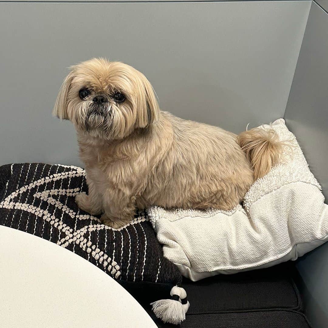 Dougie the Shih Tzuのインスタグラム：「Cushy tushy.」