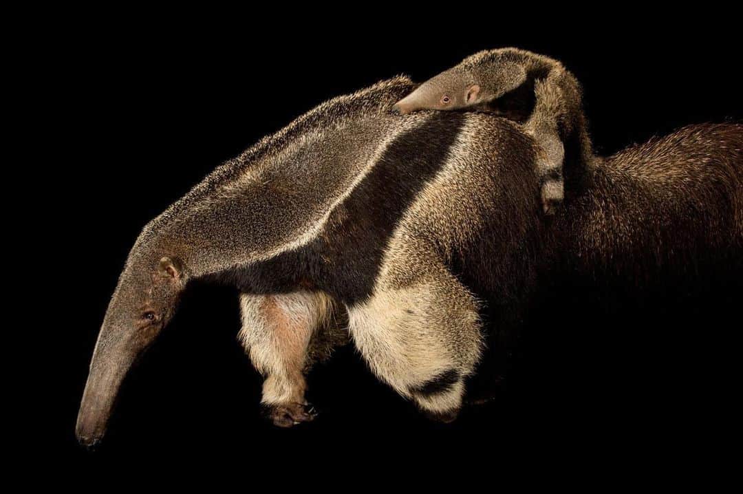 Joel Sartoreのインスタグラム：「Say hello to Ellie Mae and her pup Zander @caldwellzoo. Ellie Mae and Zander are giant anteaters - it may be hard to tell from the photo, but adults like Ellie Mae are about the size of a golden retriever! Native to Central and South America, this species has been roaming the Earth for 25 million years. Once abundant in the wild, giant anteater populations have begun to decline as the species is faced with habitat loss, hunting, and the threat of vehicle collisions.   #anteater #pup #animal #wildlife #photography #animalphotography #wildlifephotography #studioportrait #PhotoArk @insidenatgeo」