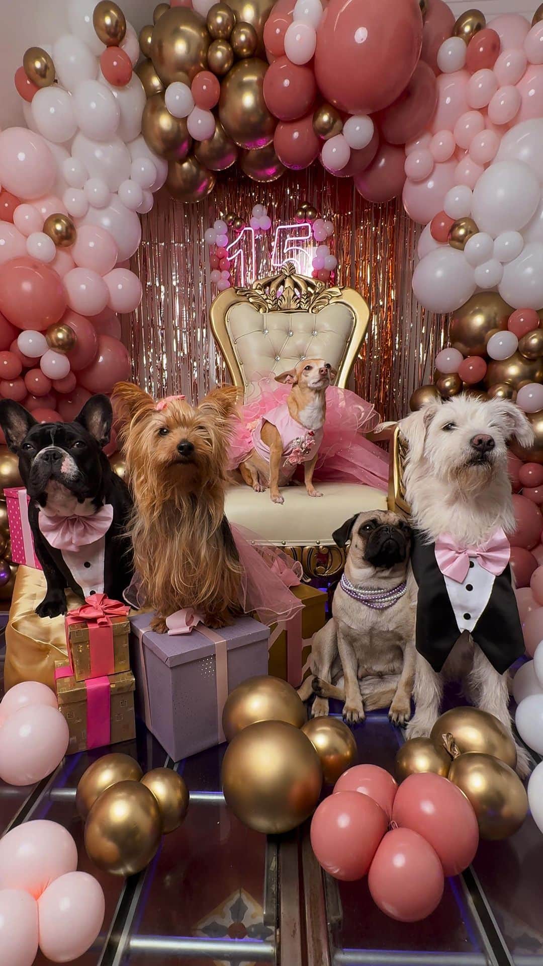 appleのインスタグラム：「Commissioned by Apple. Reaching 15 is worth celebrating. So @elweydelosperros decided to throw a one-of-a-kind party for a special quinceañera and her furry friends. There’s nothing more fitting to capture the fun than the new #iPhone15Pro. #ShotoniPhone」