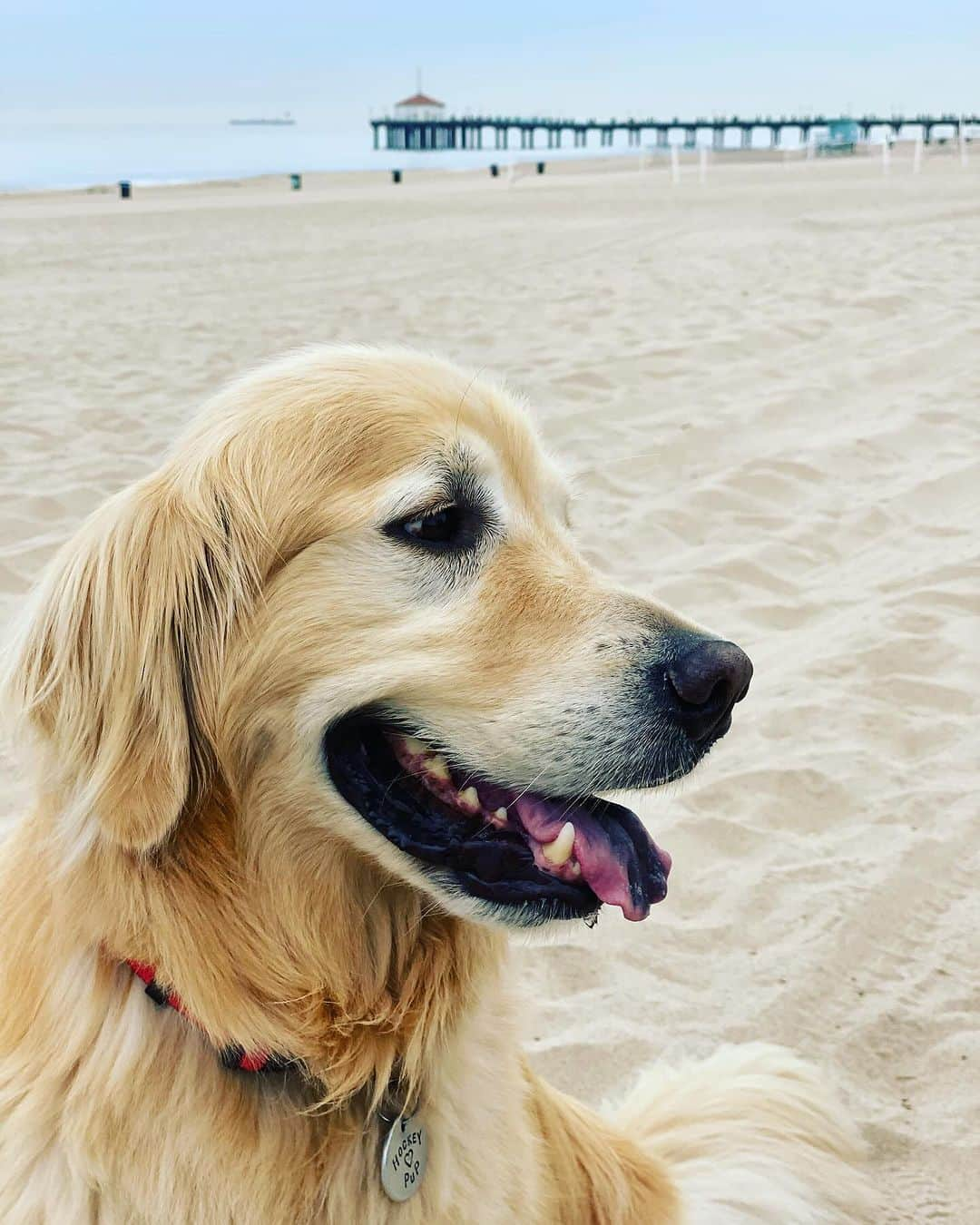 エリン・アンドリューズのインスタグラム：「Bestest Boy @stolly28 @beachcitiespups」