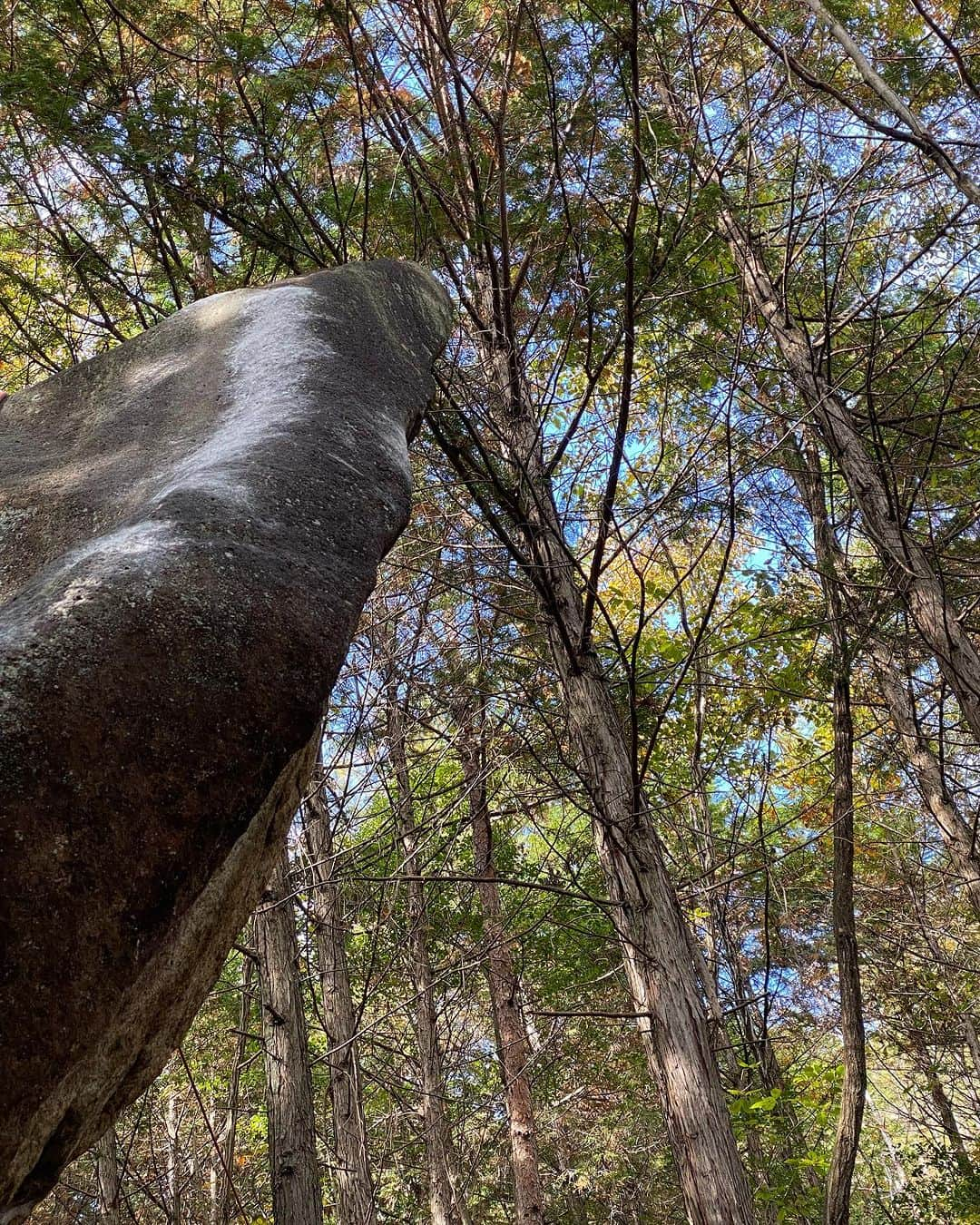 小山田大のインスタグラム：「Yesterday I climbed a rock that I found over 10 years ago. It's a very beautiful rock and I think it's one of my best lines.  10年以上前に発見していた岩を昨日初登した。 山の斜面に不自然な程に突き出ているその岩は端から見ると巨大な針峰に見える。 しかし実際は板状の岩が斜面に傾斜して突き刺さっており、その端が前傾している。 前傾部分には奇跡的にホールドが繋がっていて、上にいくほどホールドが無くなる。 上部のカンテ部分はブランクに見えた。  最初に見た時そのオブジェのような異様な形状とホールドの繋がりに強く惹かれた。 しかし、許可の下りてないエリアな為、着手する事が出来なかった。 それから十年以上経ち、限定的ではあるが開拓の許可を取る事が出来、そして昨日登る事が出来た。 上部のブランク部分は厚さが40センチ程しかないカンテなのだが、前腕を使う奇妙なマントルで解決した。 動画だと解りにくいが足も手も無く面を使ったクライミングで非常に恐ろしい。 グレード的にはV10くらいとさほど難しくはない、しかし私が今まで登った課題ではベストな一本だった。 素晴らしい課題を初登出来て良かった。 こういうクライミングは良いな。」