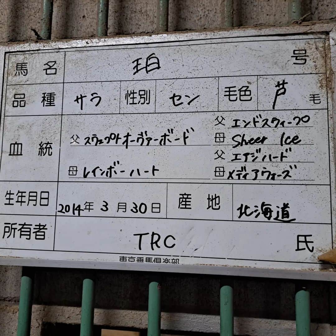 宇月田麻裕さんのインスタグラム写真 - (宇月田麻裕Instagram)「11/11　#乗馬日記 「いくね～」 珀　 11/14に、画像だけ載せています。 レッスンは、はくちゃん「珀」＆Ｍ先生。 M先生レッスン何年ぶり？　5年ぶりくらい？  拍車なし。前回同様、拍車なくてもよく動いてくれます。 速歩で、巻き乗りなどなどはいい感じ。  いざ駈歩。 珀、駈歩発進してくれるし、続けようしてくれます!？ 珀「いくよー」 何度もチャレンジして、半周くらい。前回よりかは続いたかな。  先生「駈歩の2歩と3歩の間で深呼吸」 私の体が硬くなっているようです。続けようとして必死。  脚の扶助を入れようとすると、上半身と下半身が一体になって、それが邪魔しているようです。上半身はそのままで、脚を入れる。  手の上下は少し良くなっている感じです。 先生が、「じょぅでき」とおっしゃってくださり一安心。 珀ちゃん、先生ありがとうございます♪  乗馬日記、次回に続く。 11/14に、画像だけ載せています。」11月16日 4時49分 - mahiro_utsukita