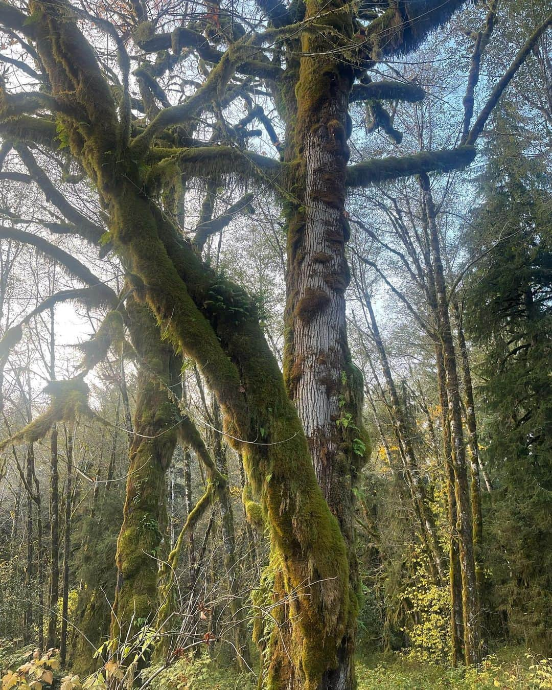 ターラさんのインスタグラム写真 - (ターラInstagram)「Lil 🍂🍁🎃🍃 dump  . . . . . . . #autumnvibes🍁 #fall #washingtonstate #olympicnationalpark #olympicpeninsula #cozy #motherhood #newmama #baby #mummy」11月16日 4時56分 - tala_official